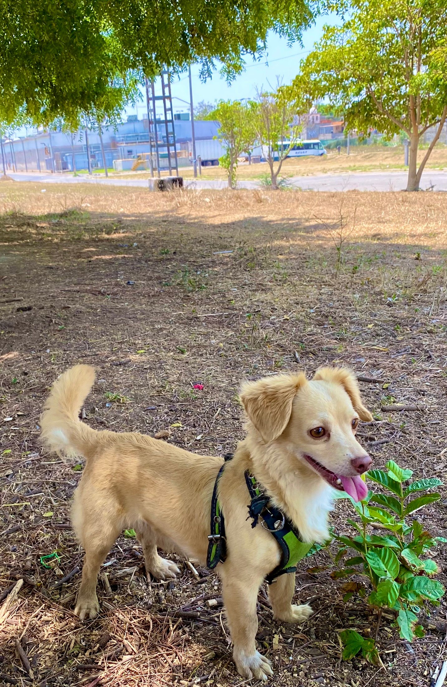 Foto de HERCULES con microchip 990000014109915