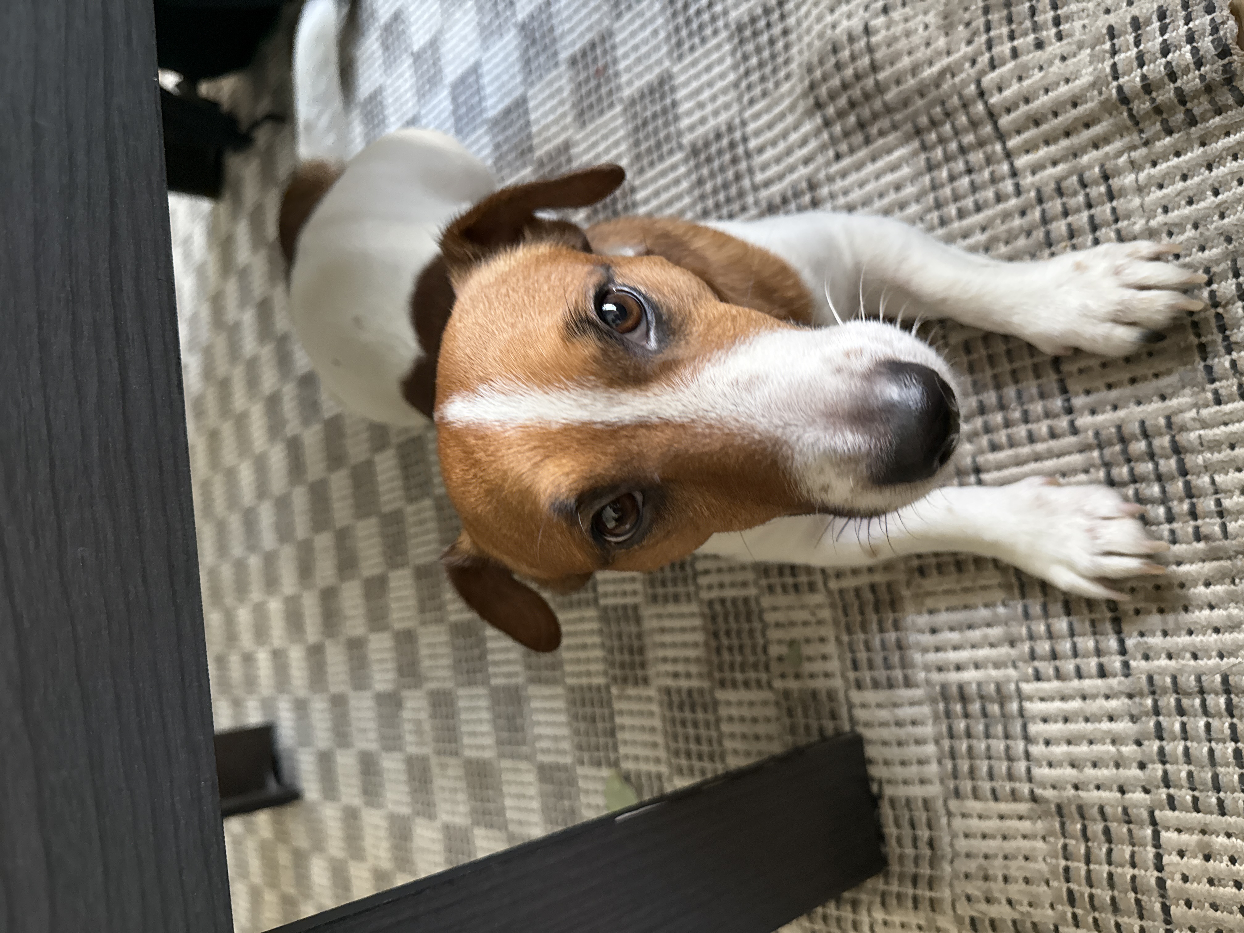 Foto de MILO con microchip 990000012823885