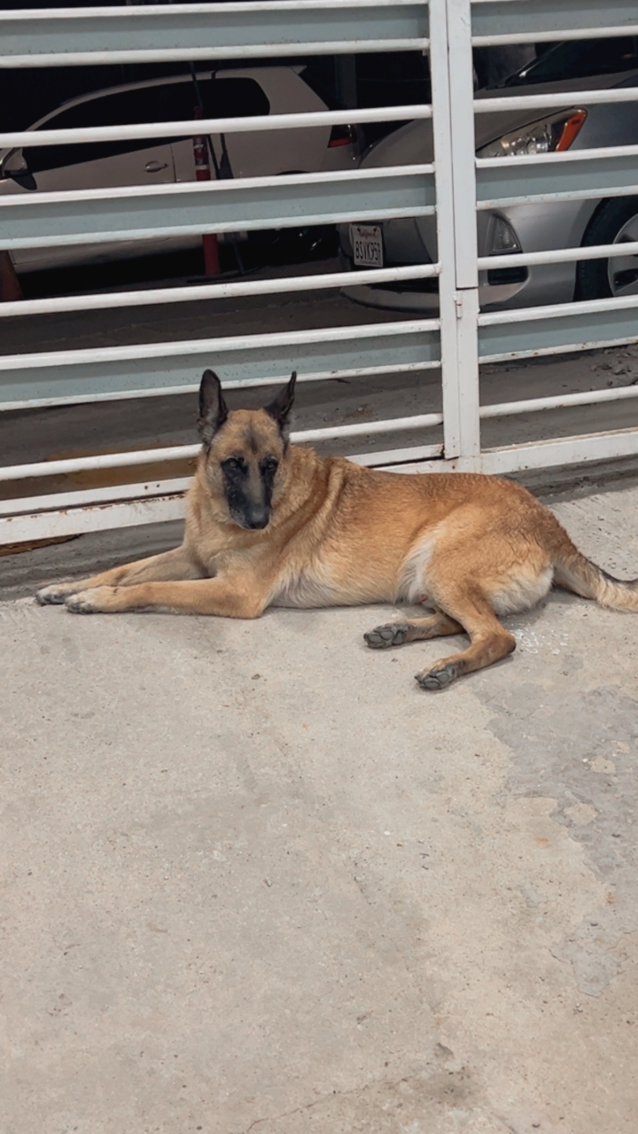 Foto de Gustaf con microchip 990000012833453
