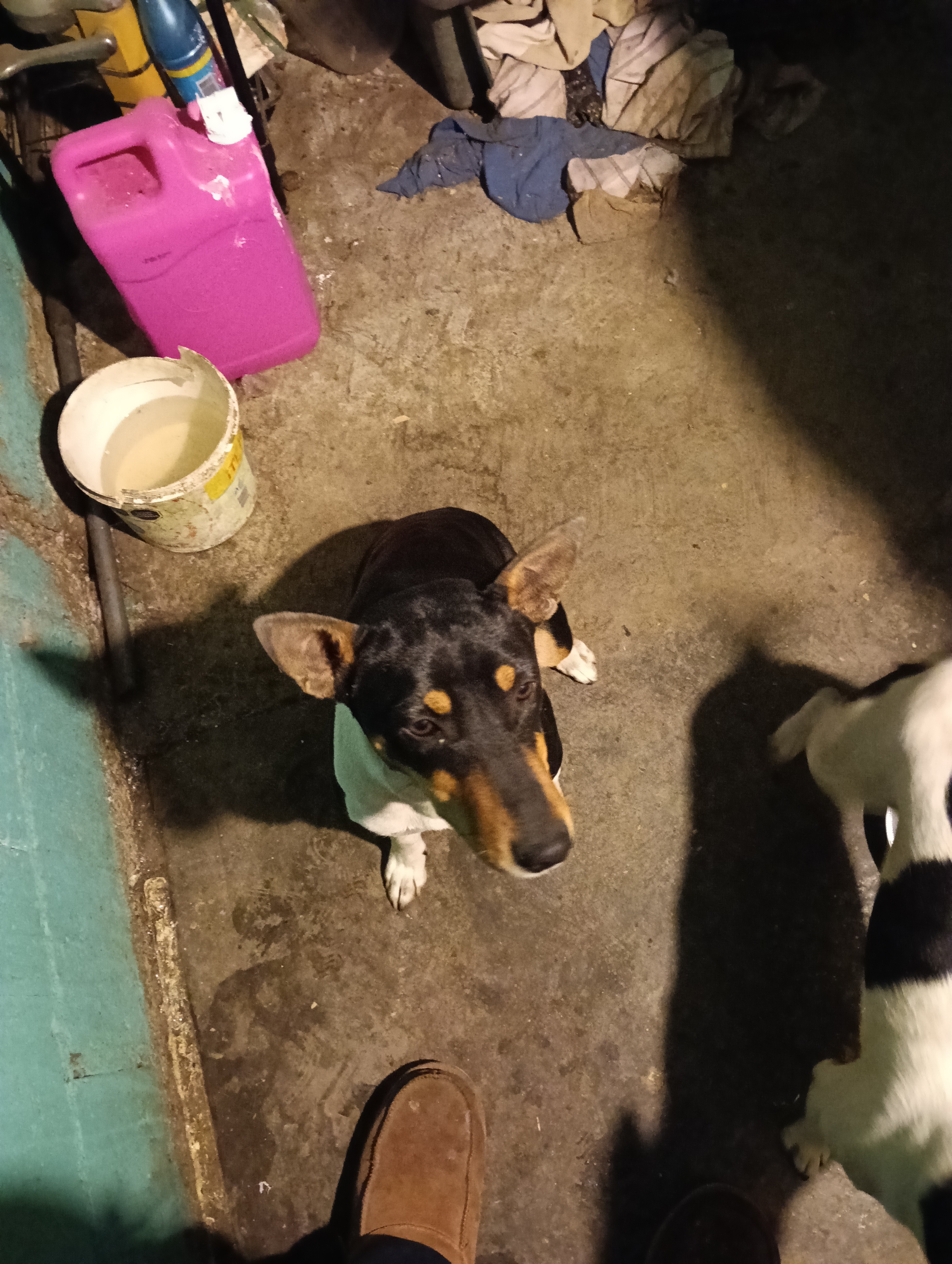 Foto de Su con microchip 990000012839628