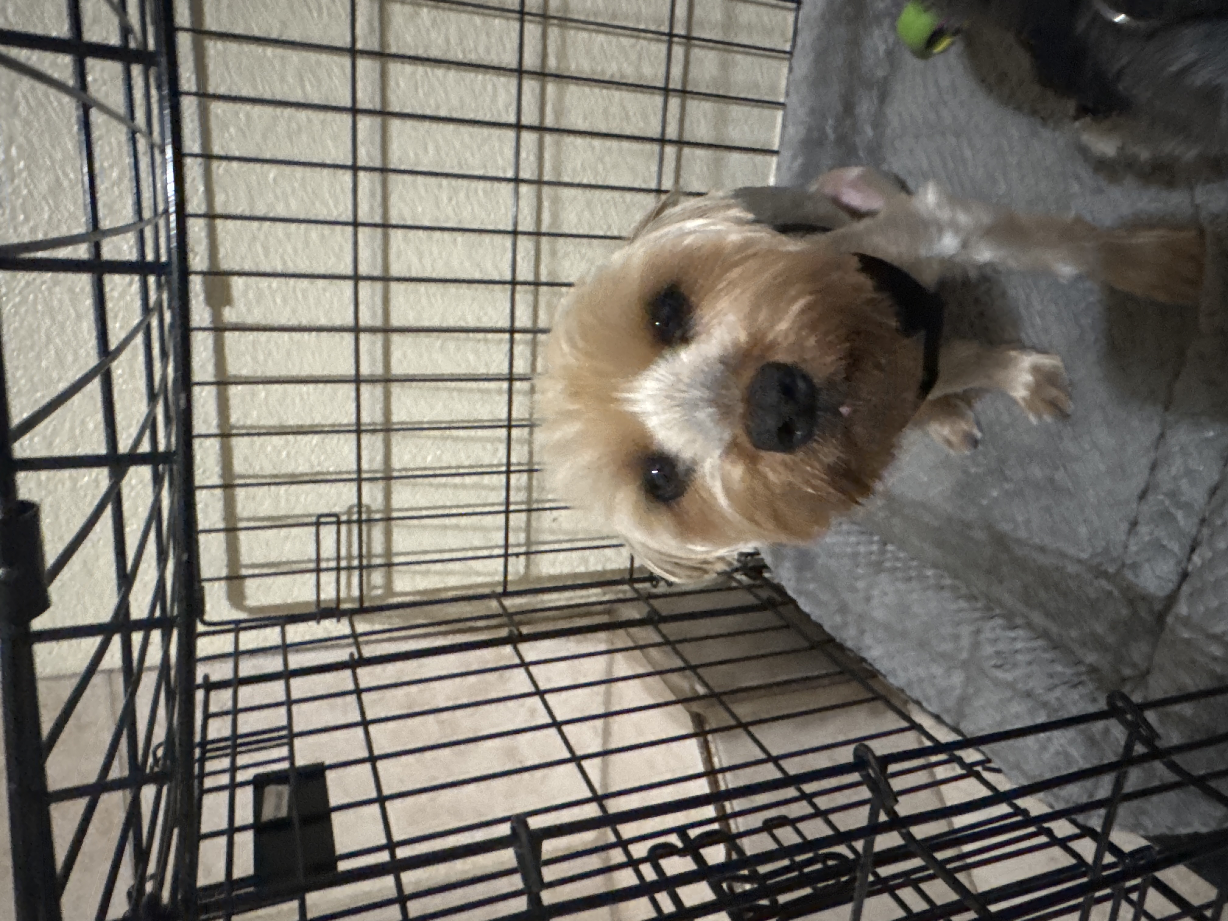 Foto de Luna con microchip 990000014162860