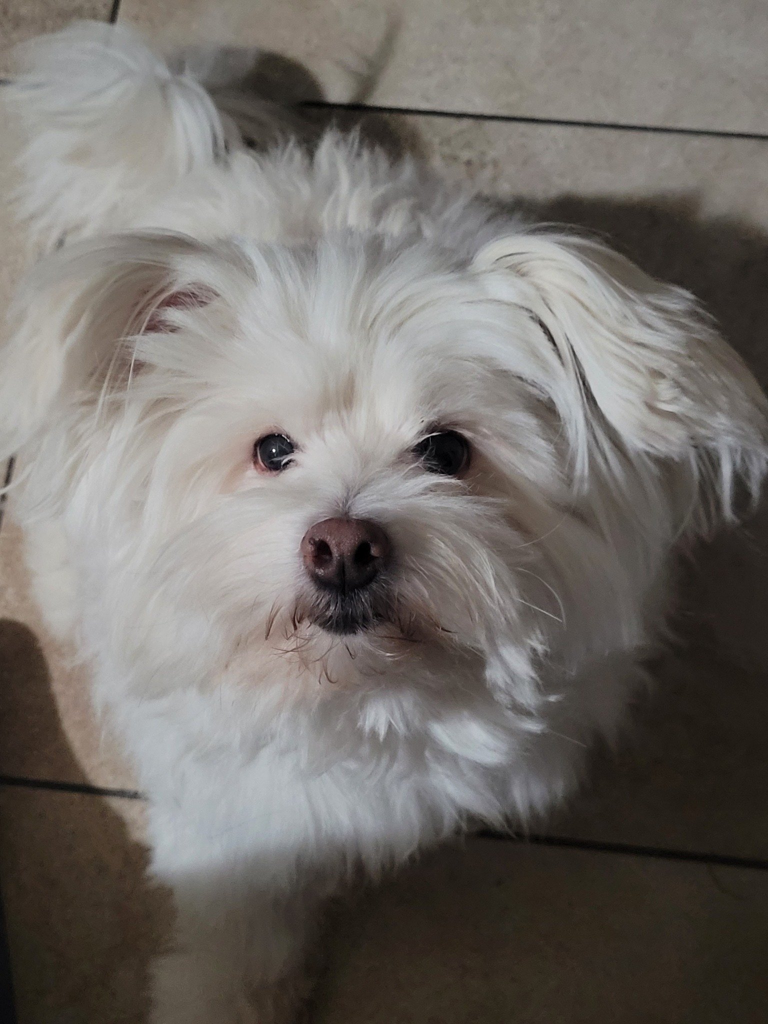 Foto de Shiro con microchip 990000012825032