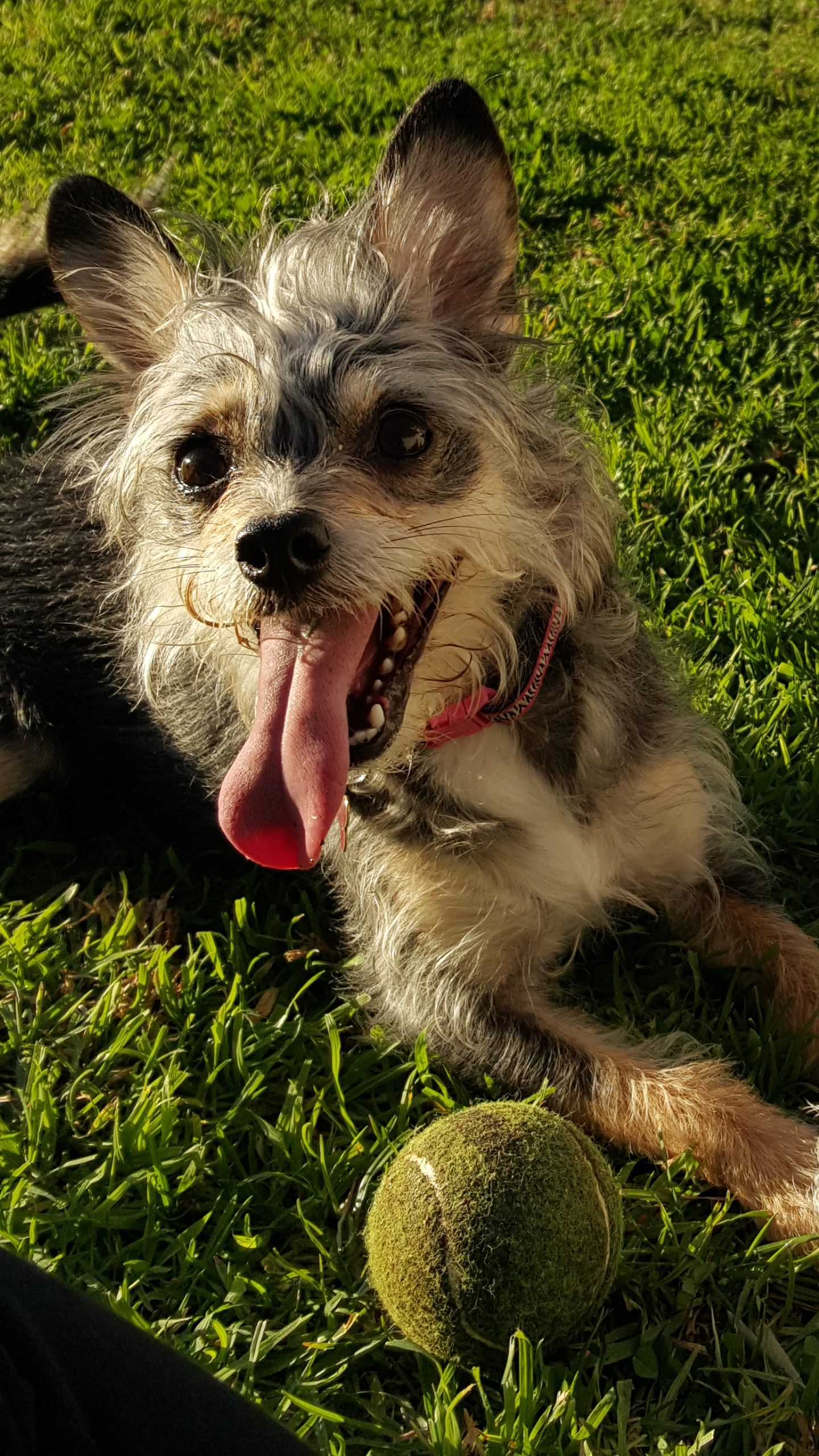 Foto de Cami con microchip 990000012836866