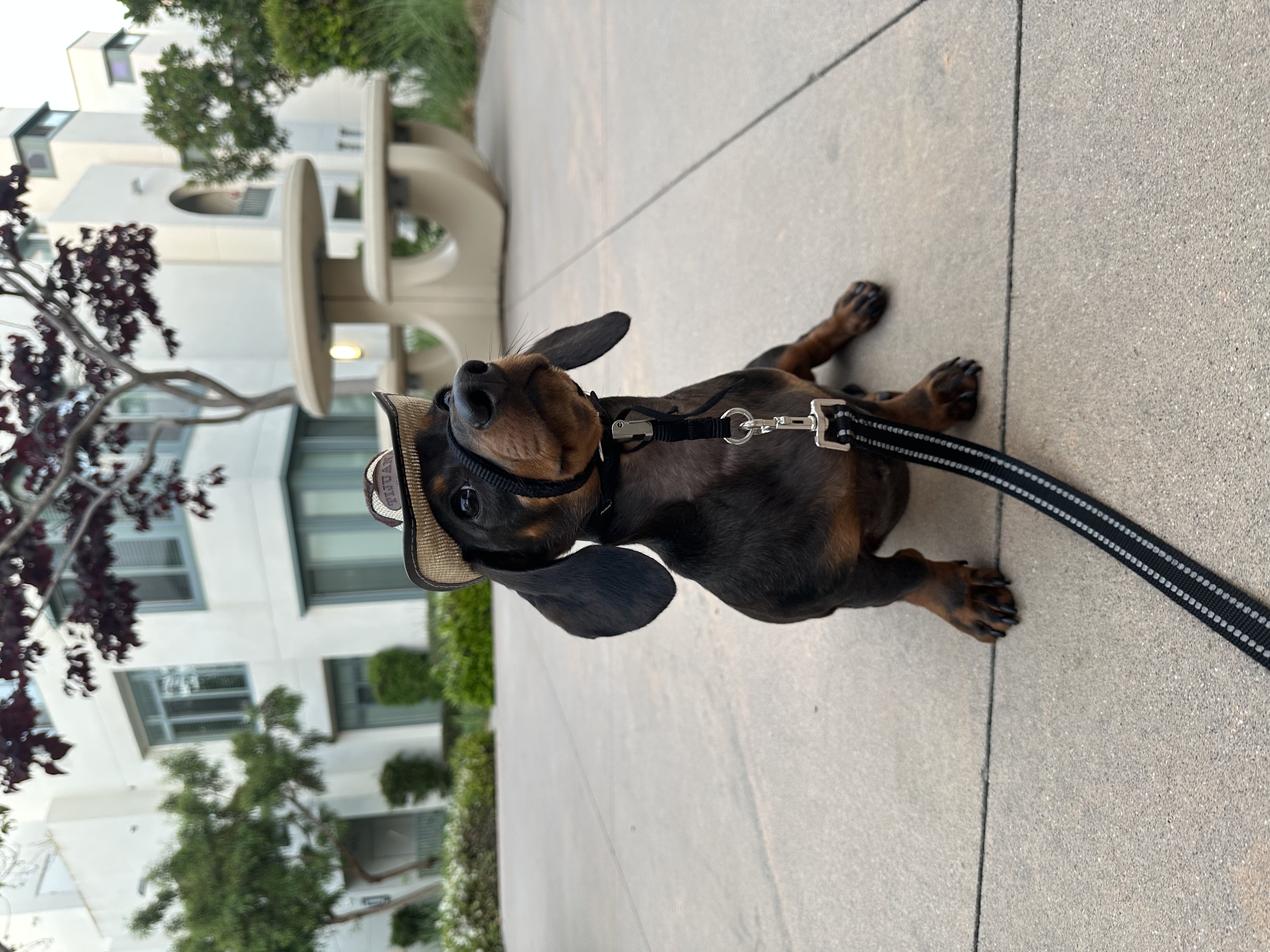 Foto de Smokey con microchip 990000012836987