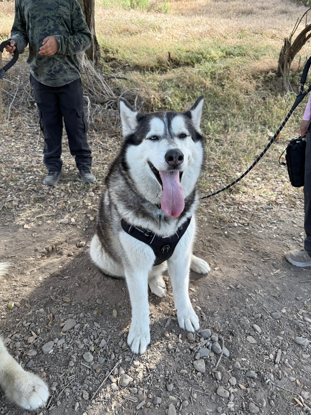 Foto de Logan con microchip 990000012837624