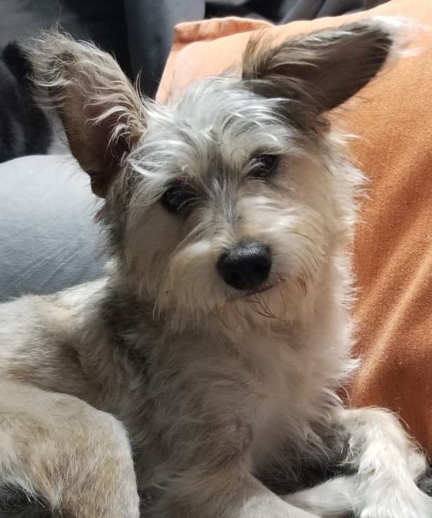 Foto de FOSTER con microchip 990000012848786