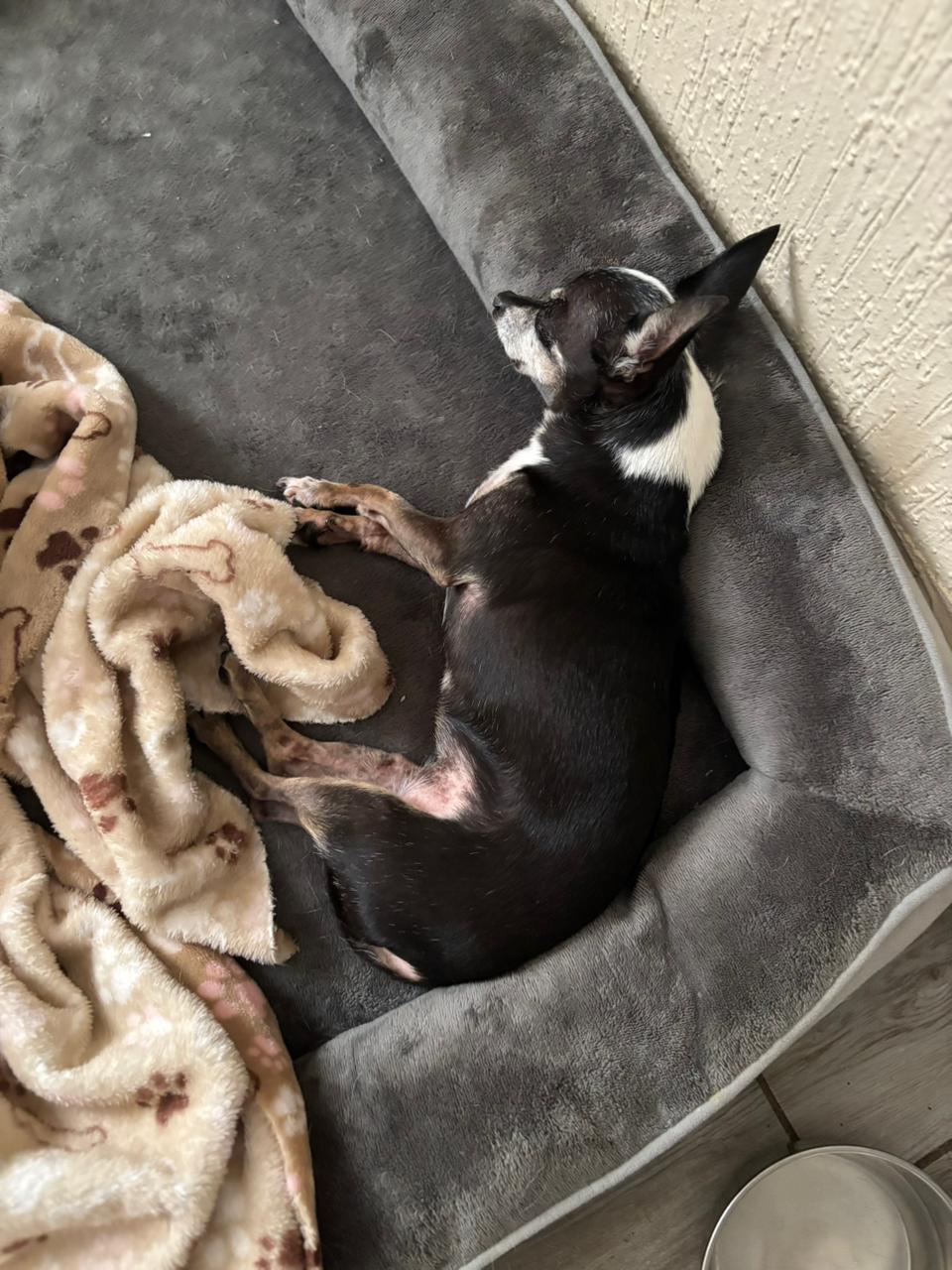 Foto de CHISPITA con microchip 990000012847323