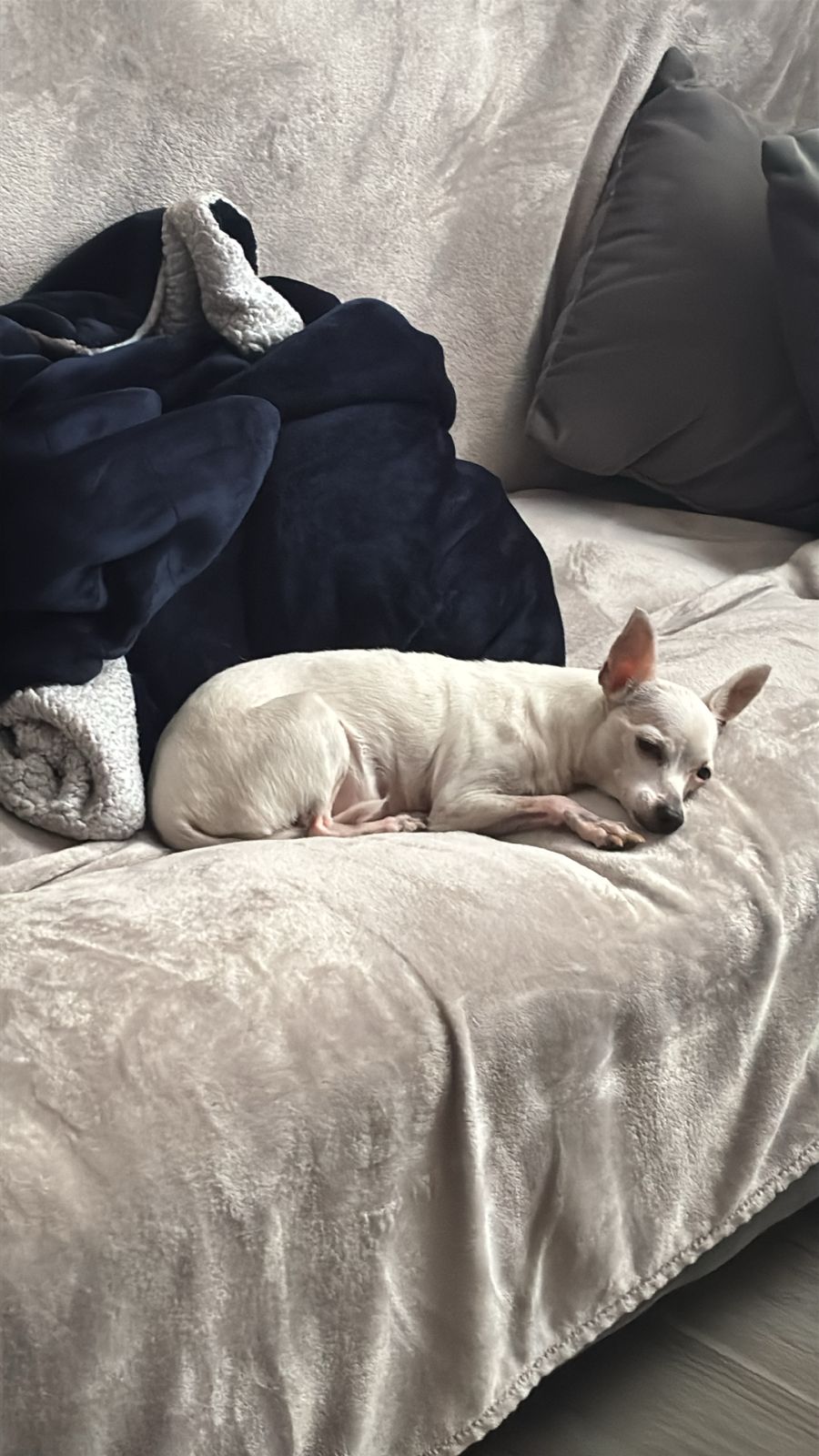 Foto de COCO con microchip 990000012847521