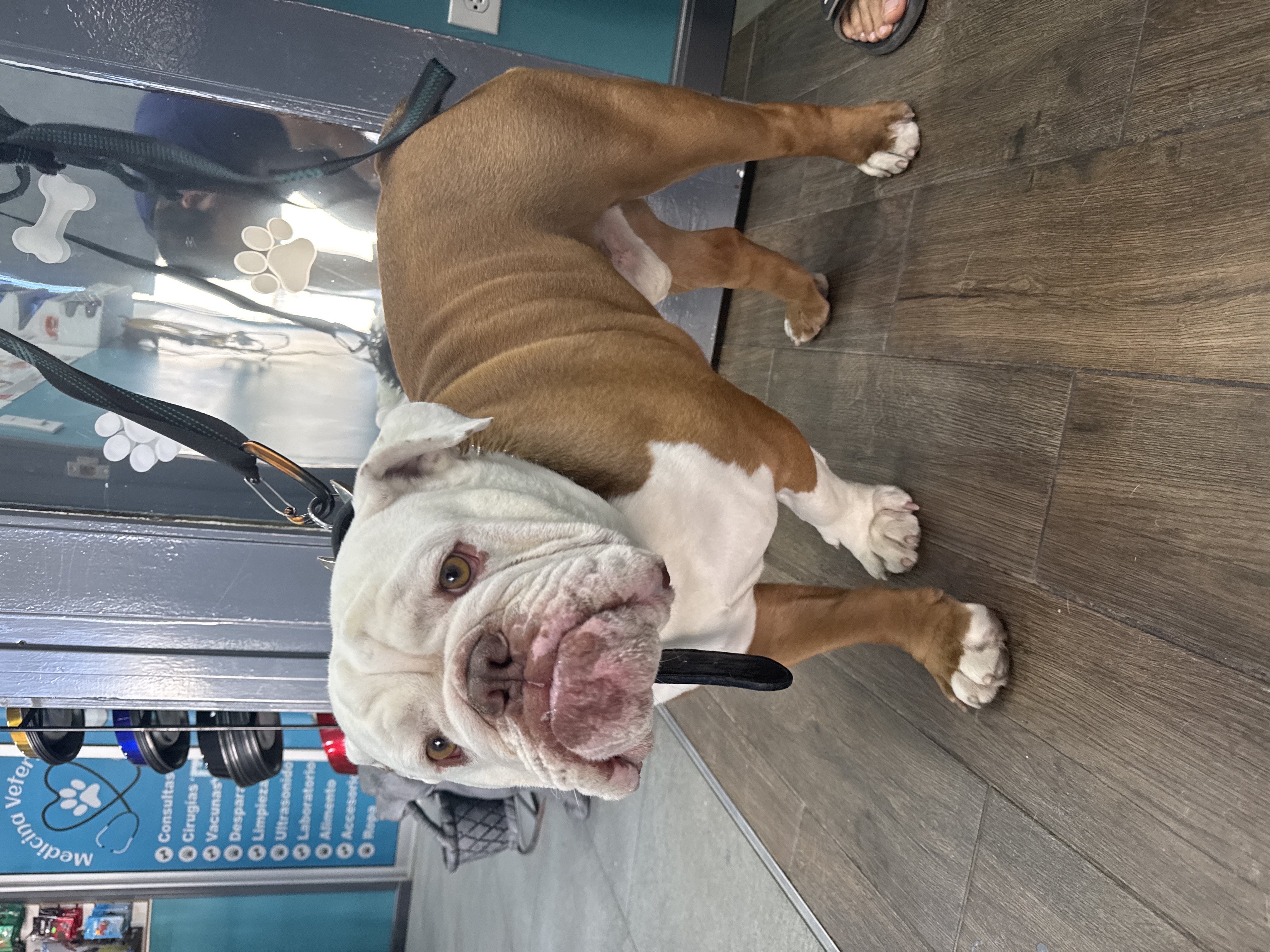 Foto de Chencho con microchip 990000012843984