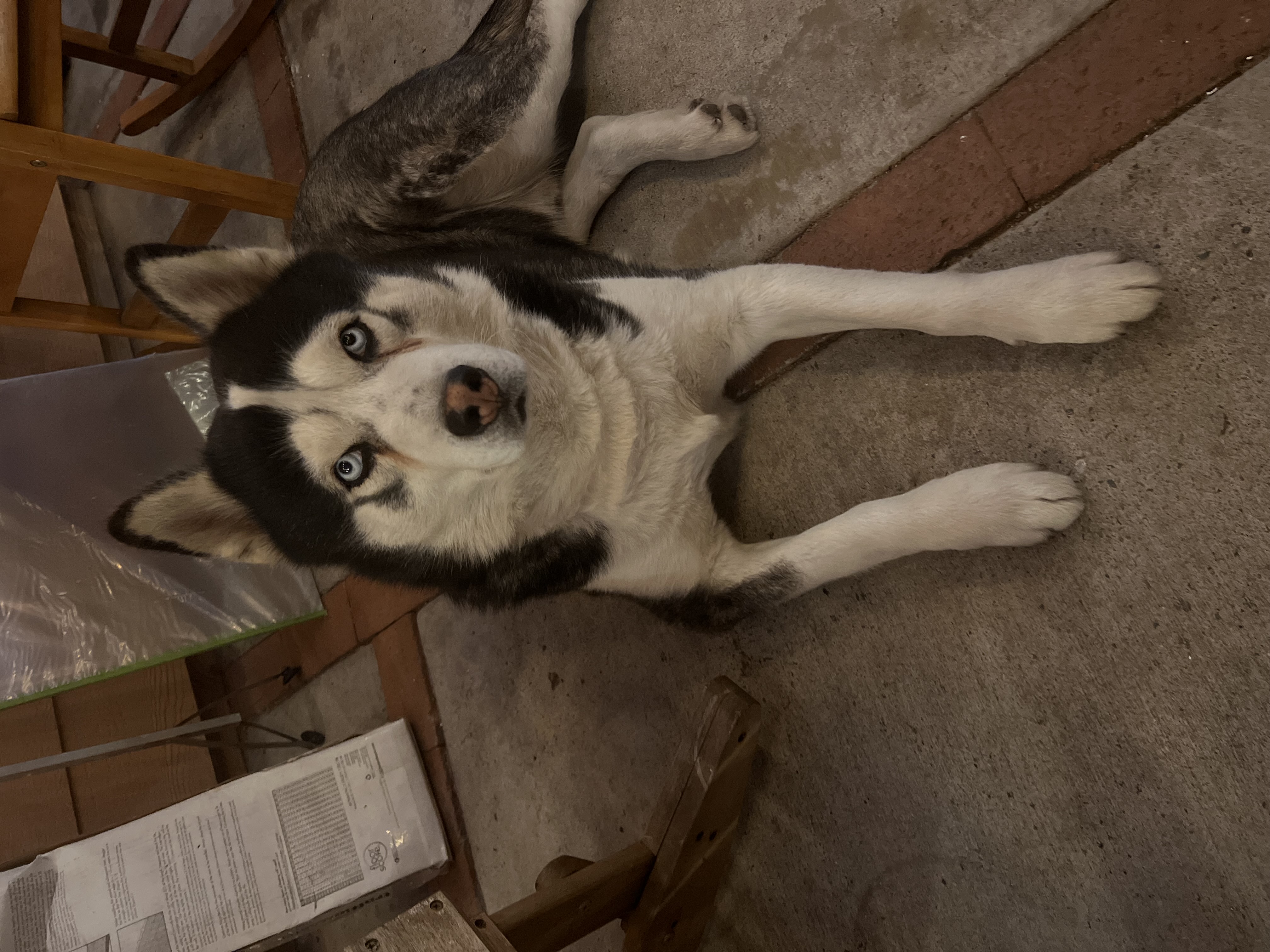Foto de Zorro con microchip 990000014163636