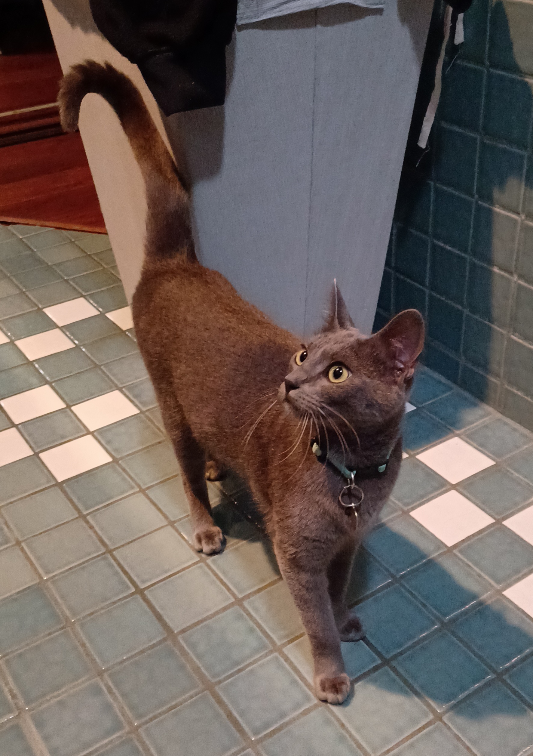 Foto de Smokey Lopez con microchip 990000012835414