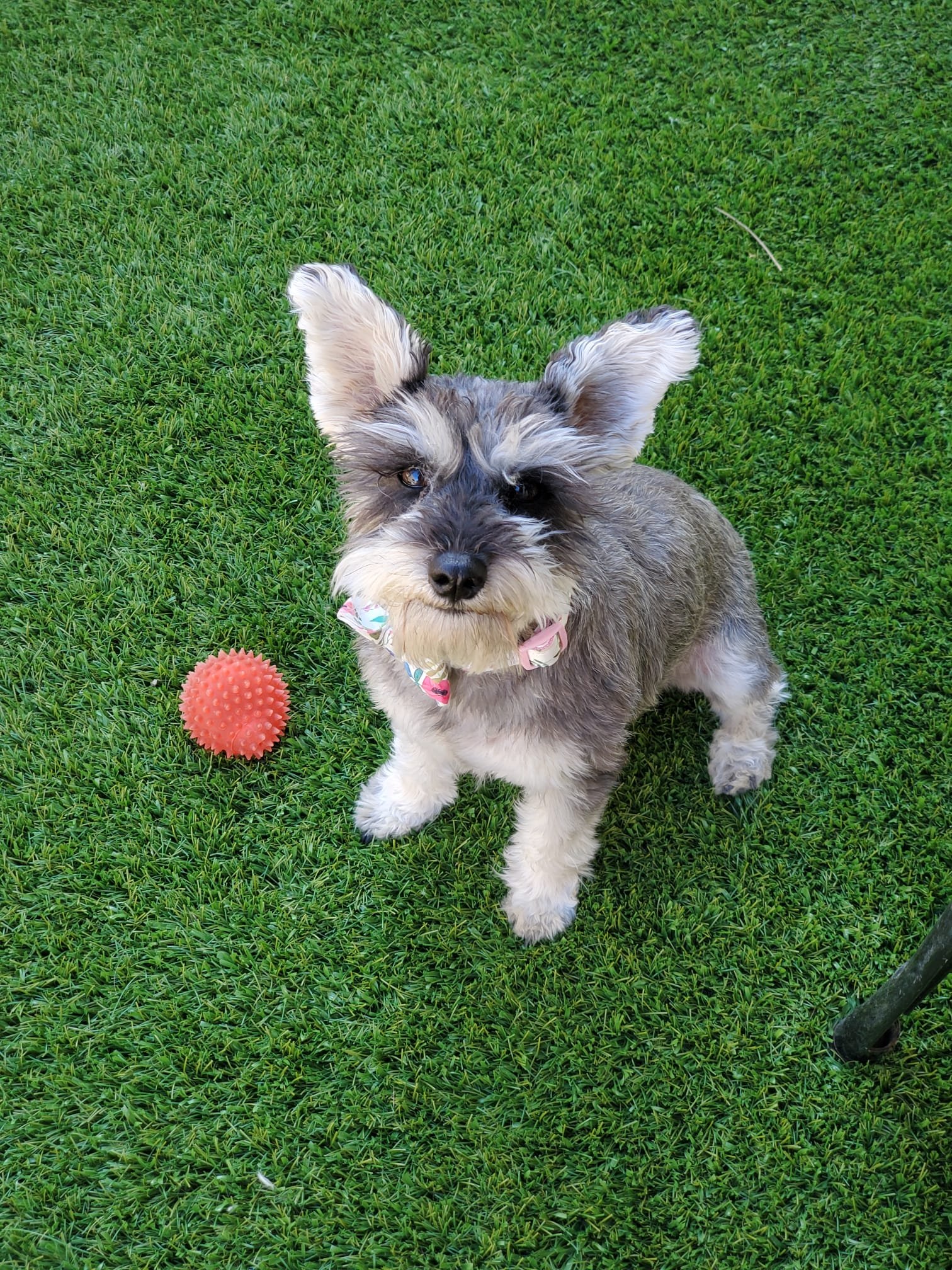 Foto de Nala con microchip 990000012844348