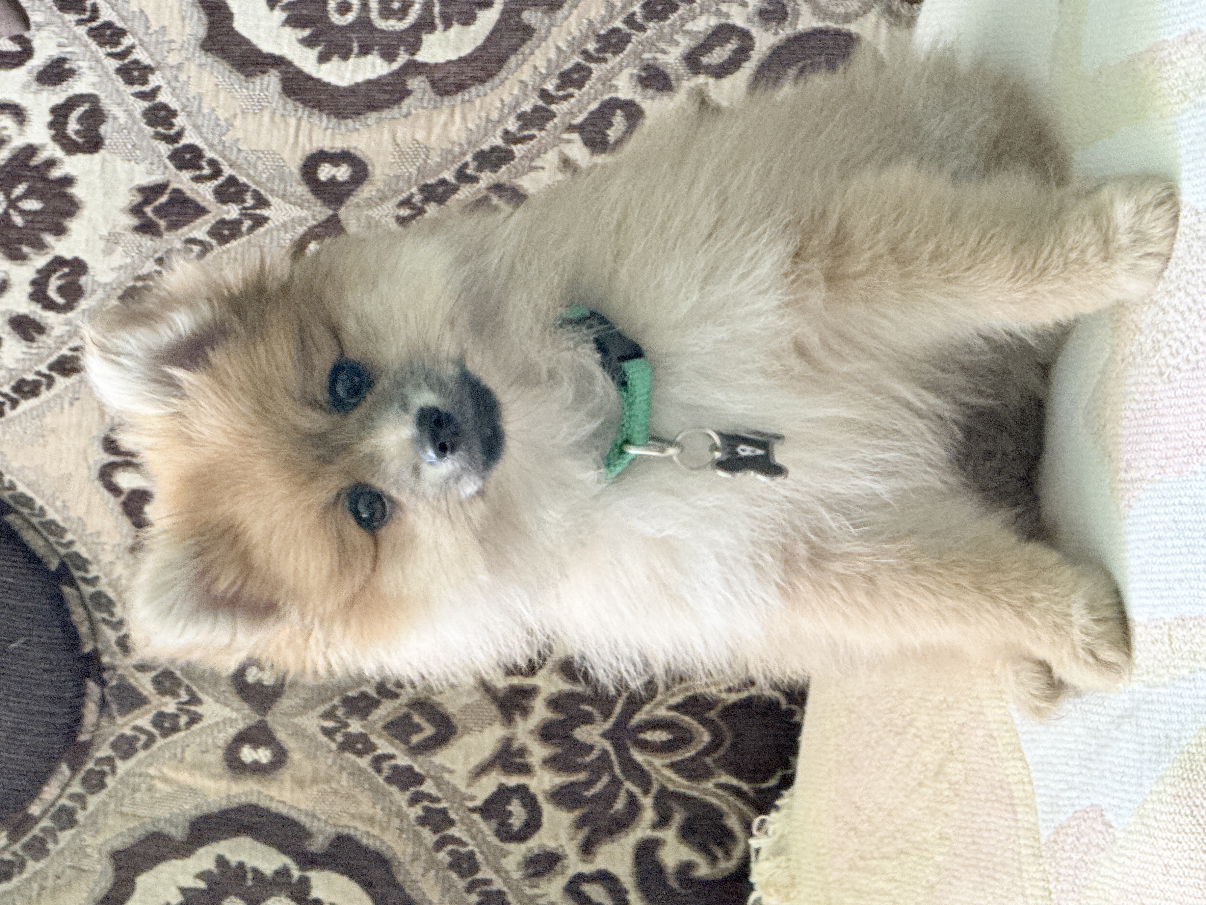 Foto de Theodore con microchip 990000012843543