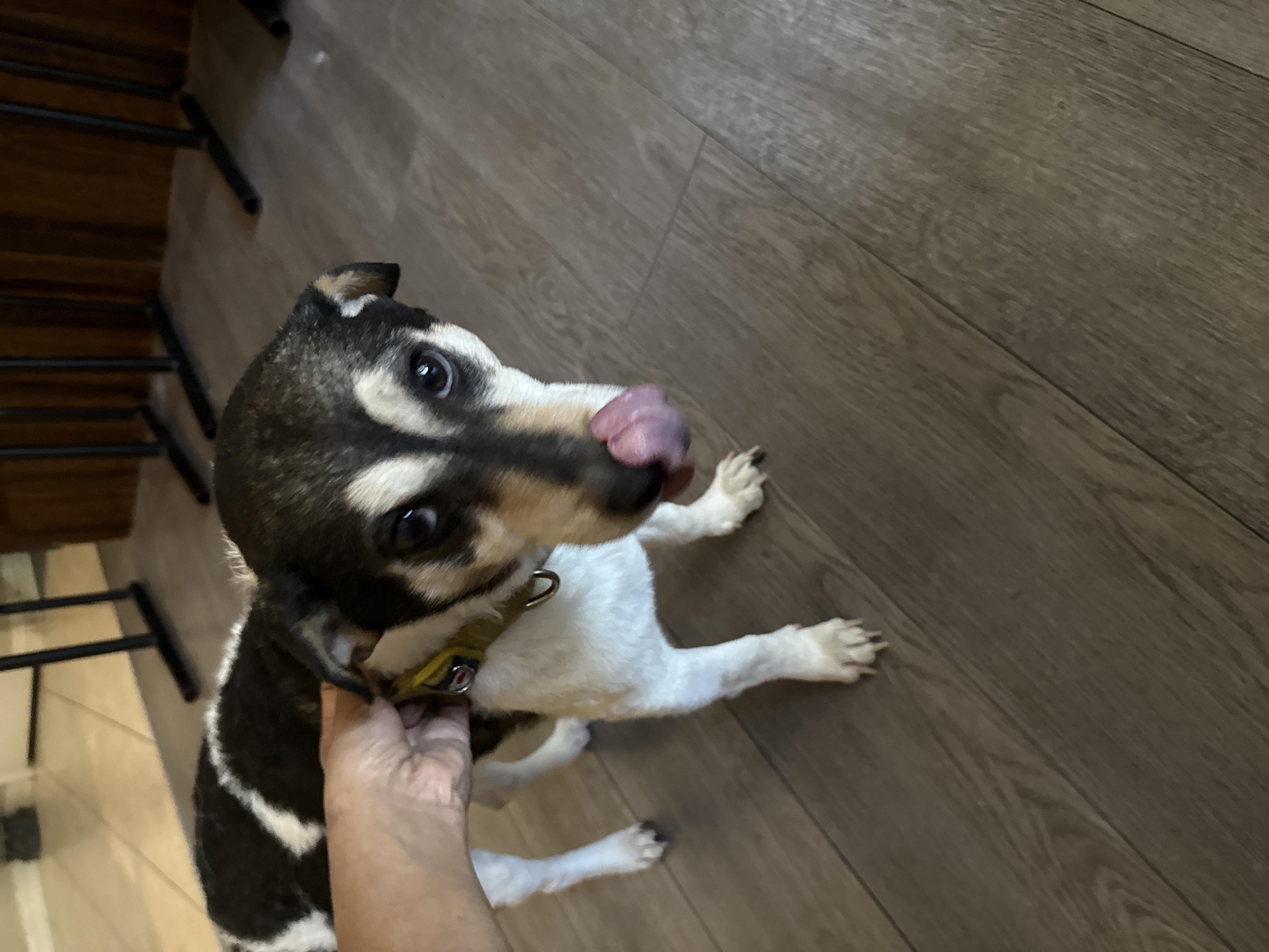 Foto de Bane con microchip 990000012836560