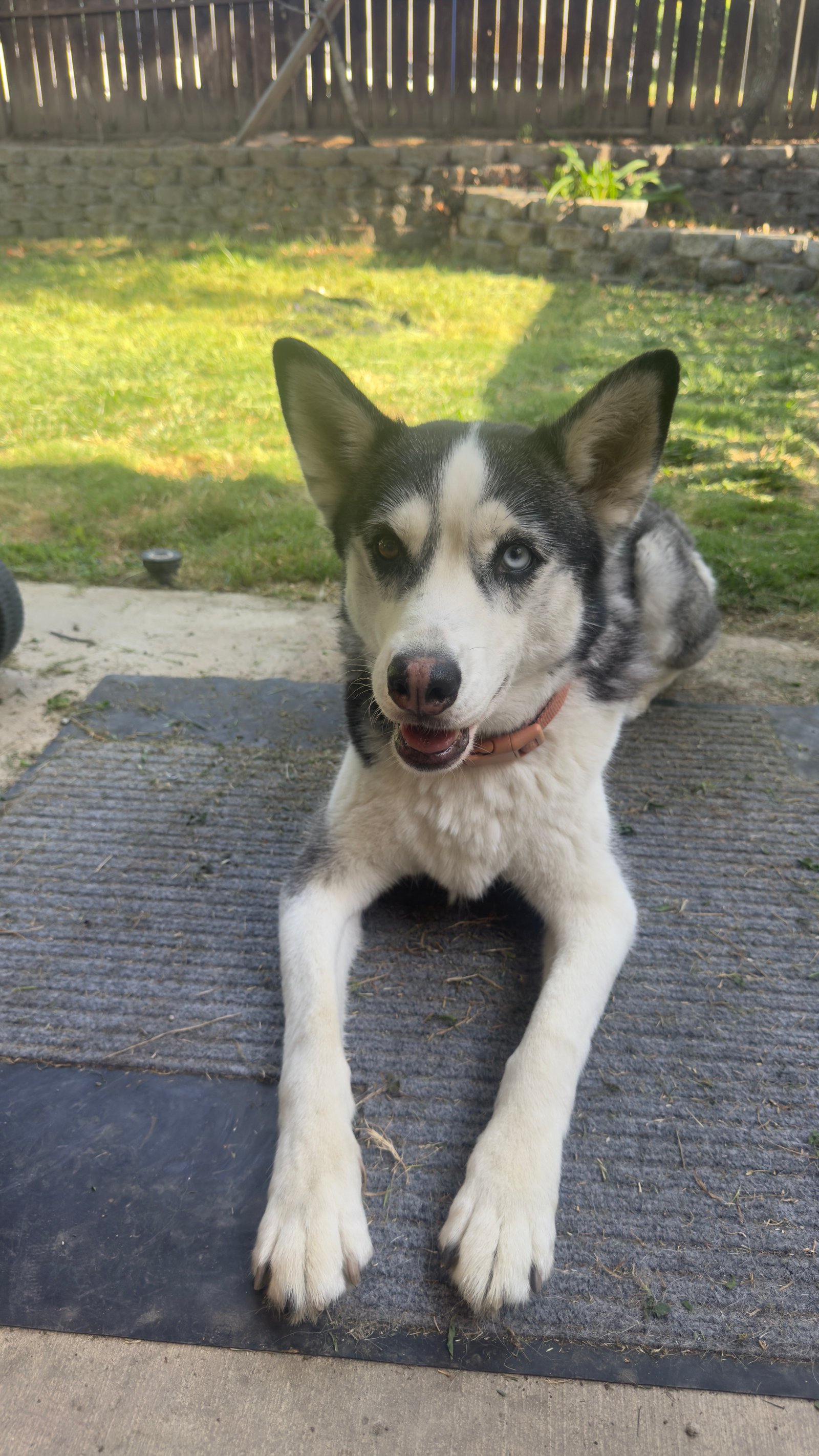 Foto de Nala con microchip 982091067720048