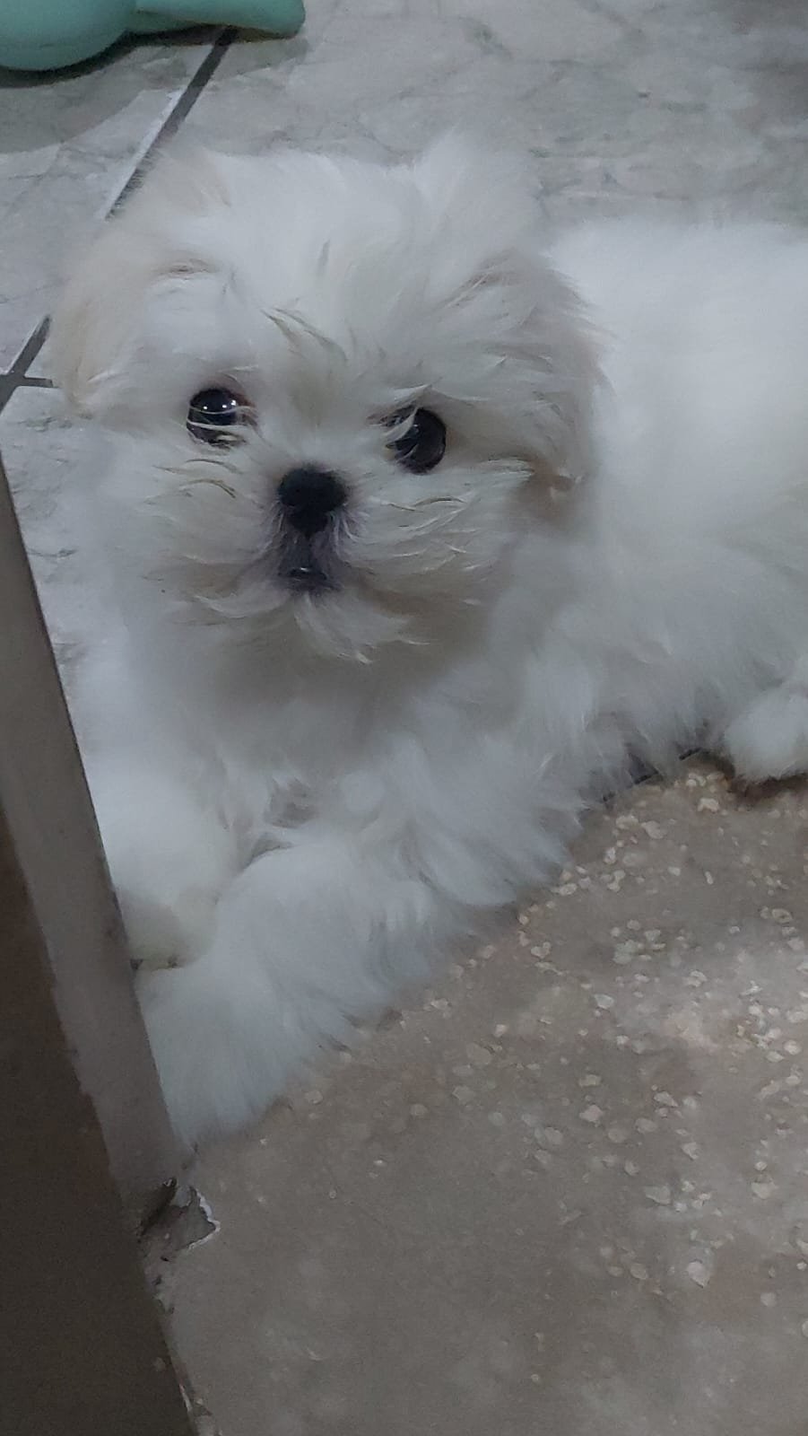 Foto de Lunna con microchip 990000012849576
