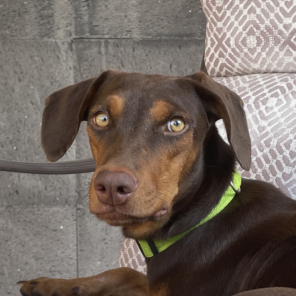 Foto de Maple con microchip 990000012849598