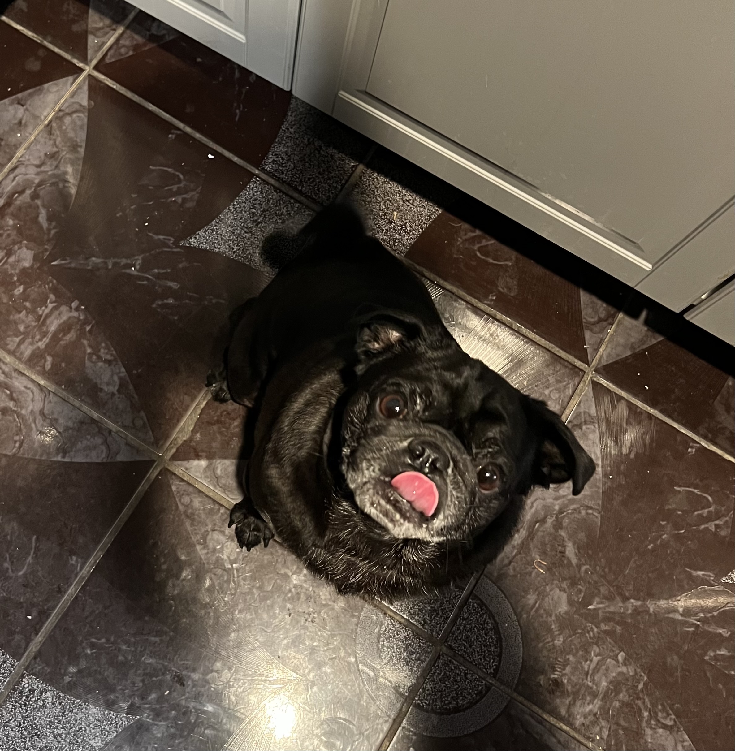 Foto de Chonk con microchip 990000012823544