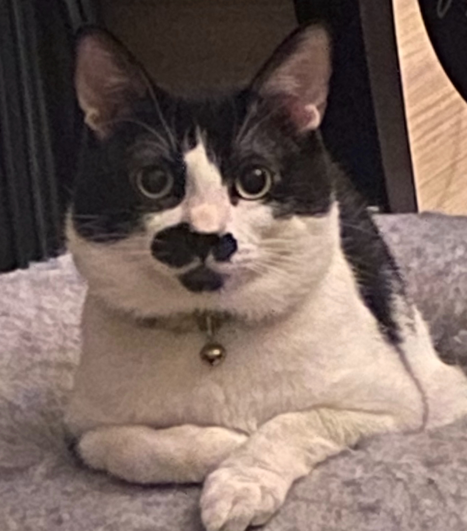 Foto de Oreo con microchip 990000012823938