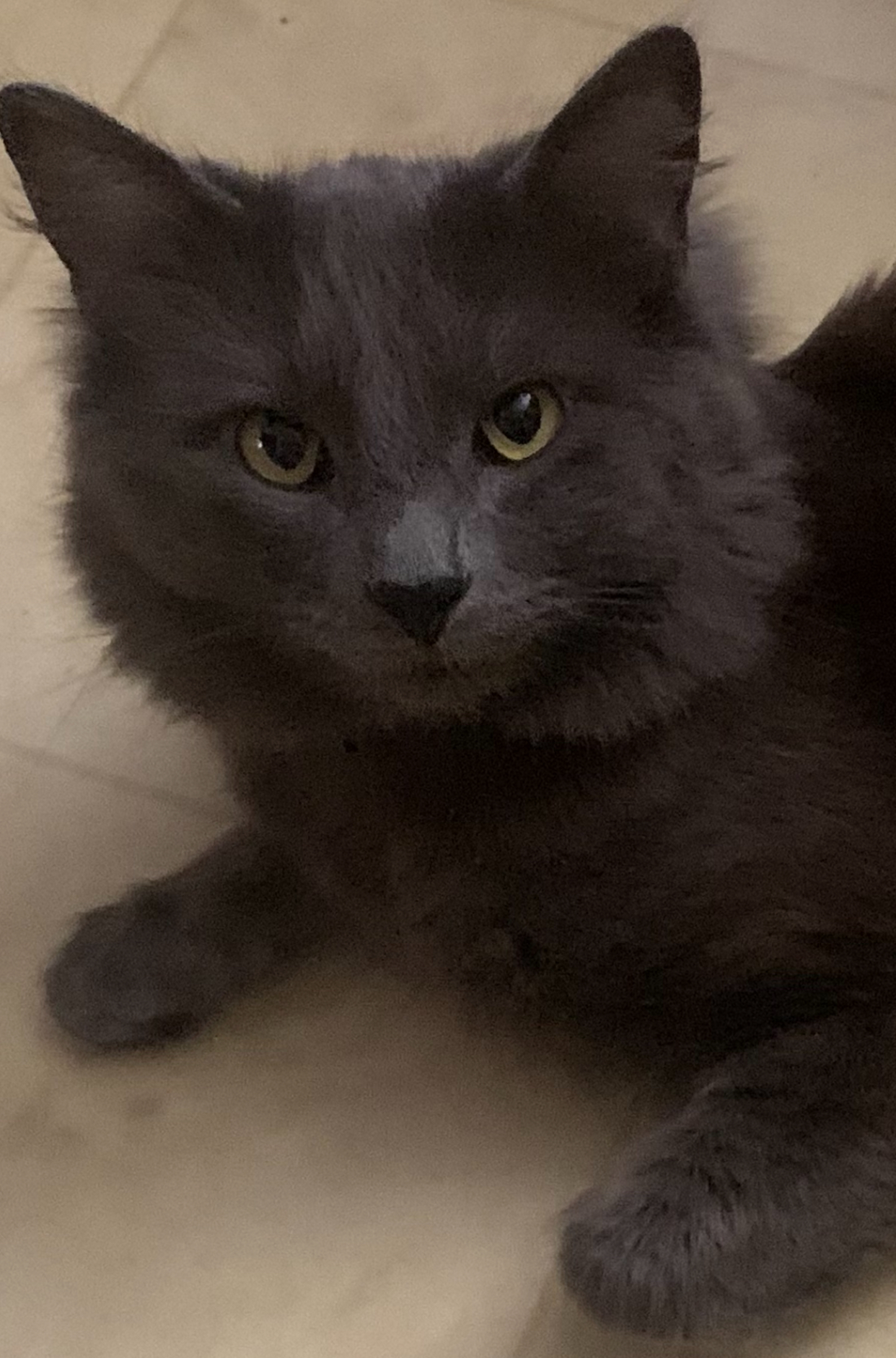 Foto de Rocket con microchip 990000012822962