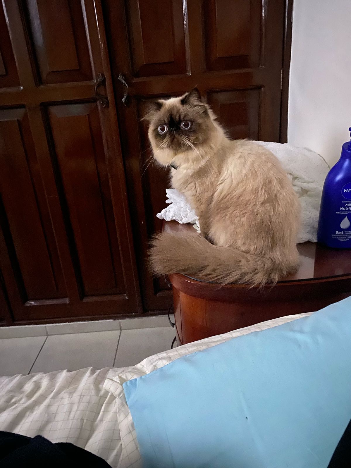 Foto de Milo con microchip 990000012842662