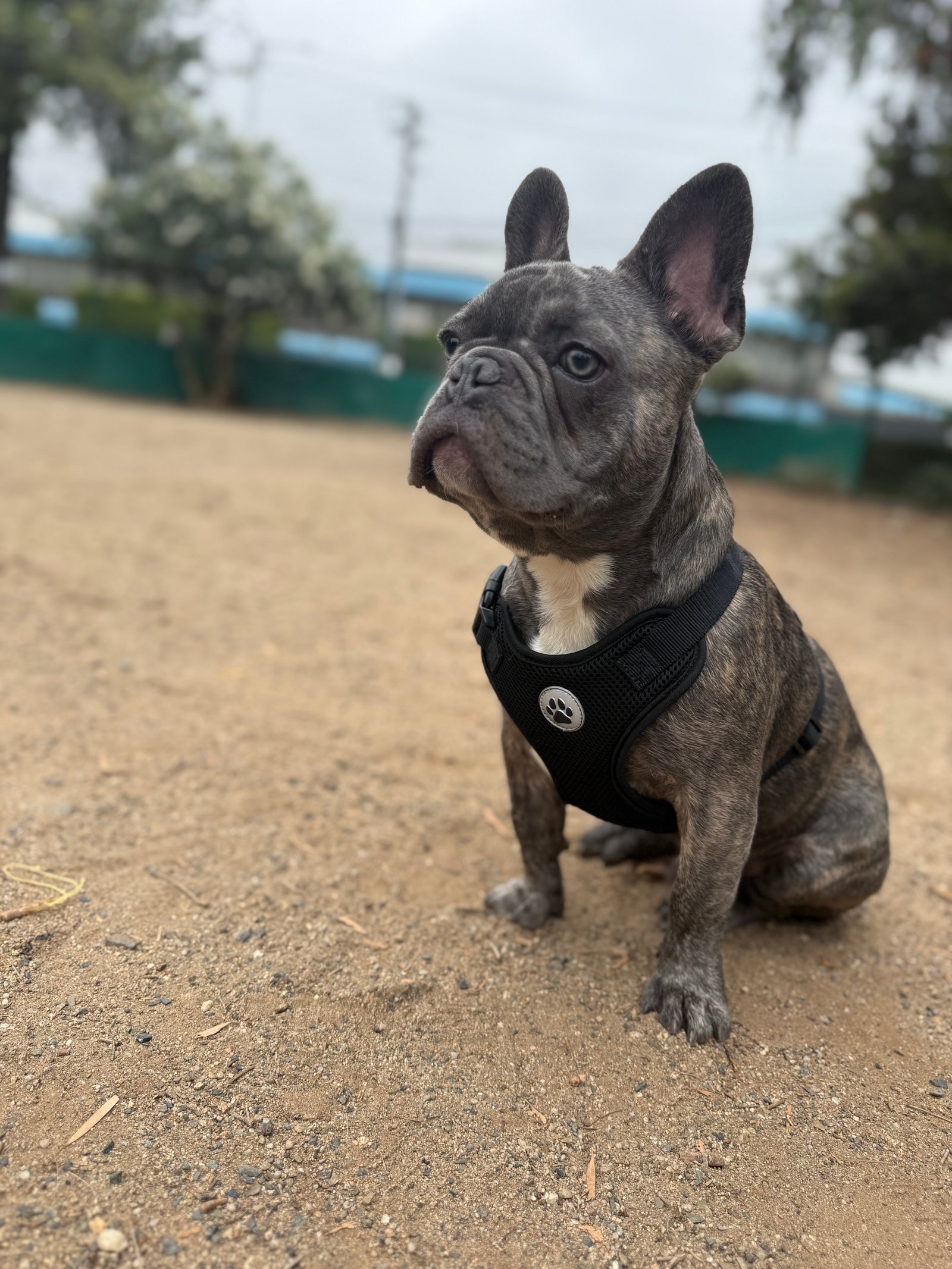 Foto de Bruno con microchip 990000014164357