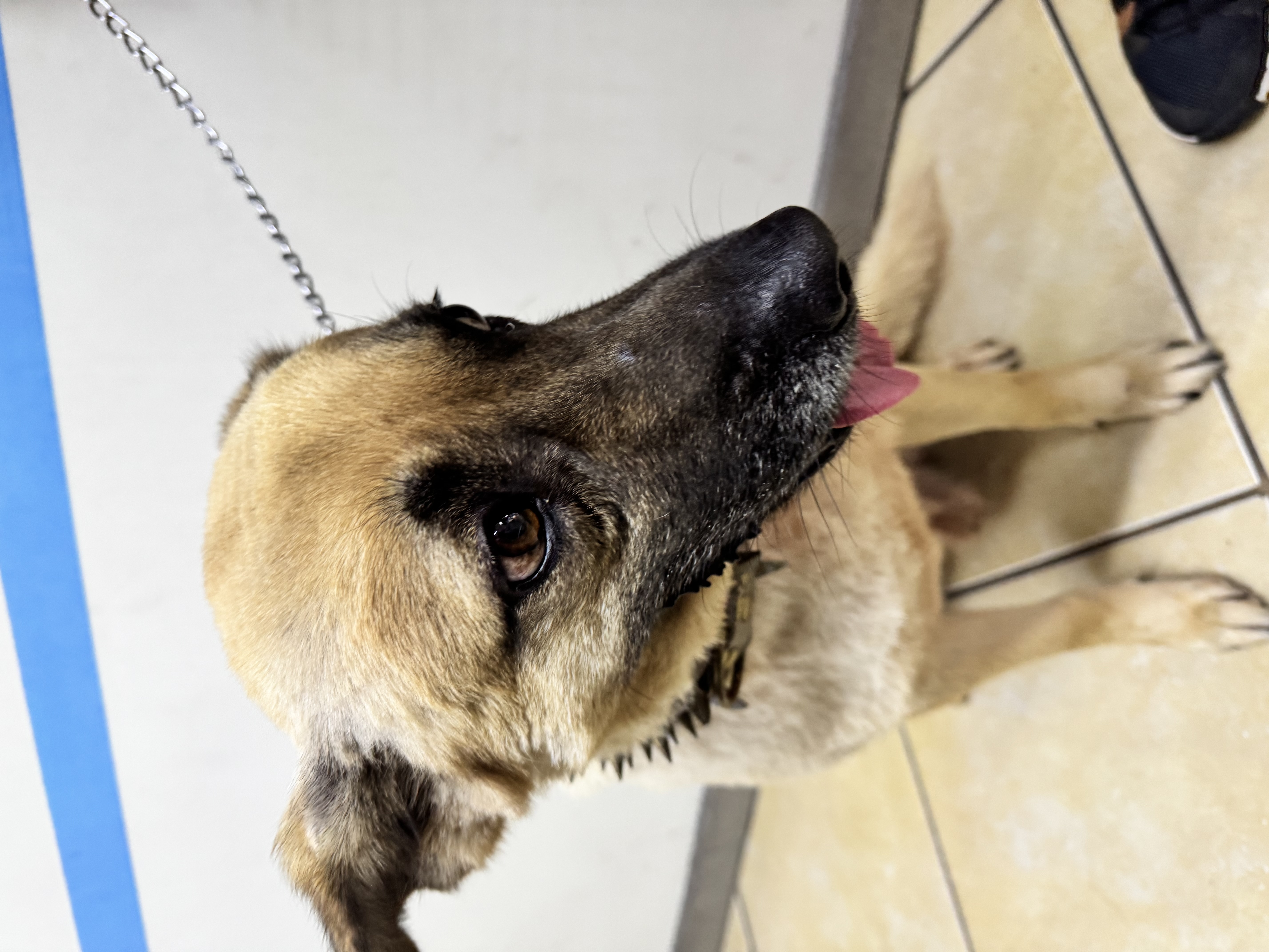 Foto de Firulais con microchip 990000014111228