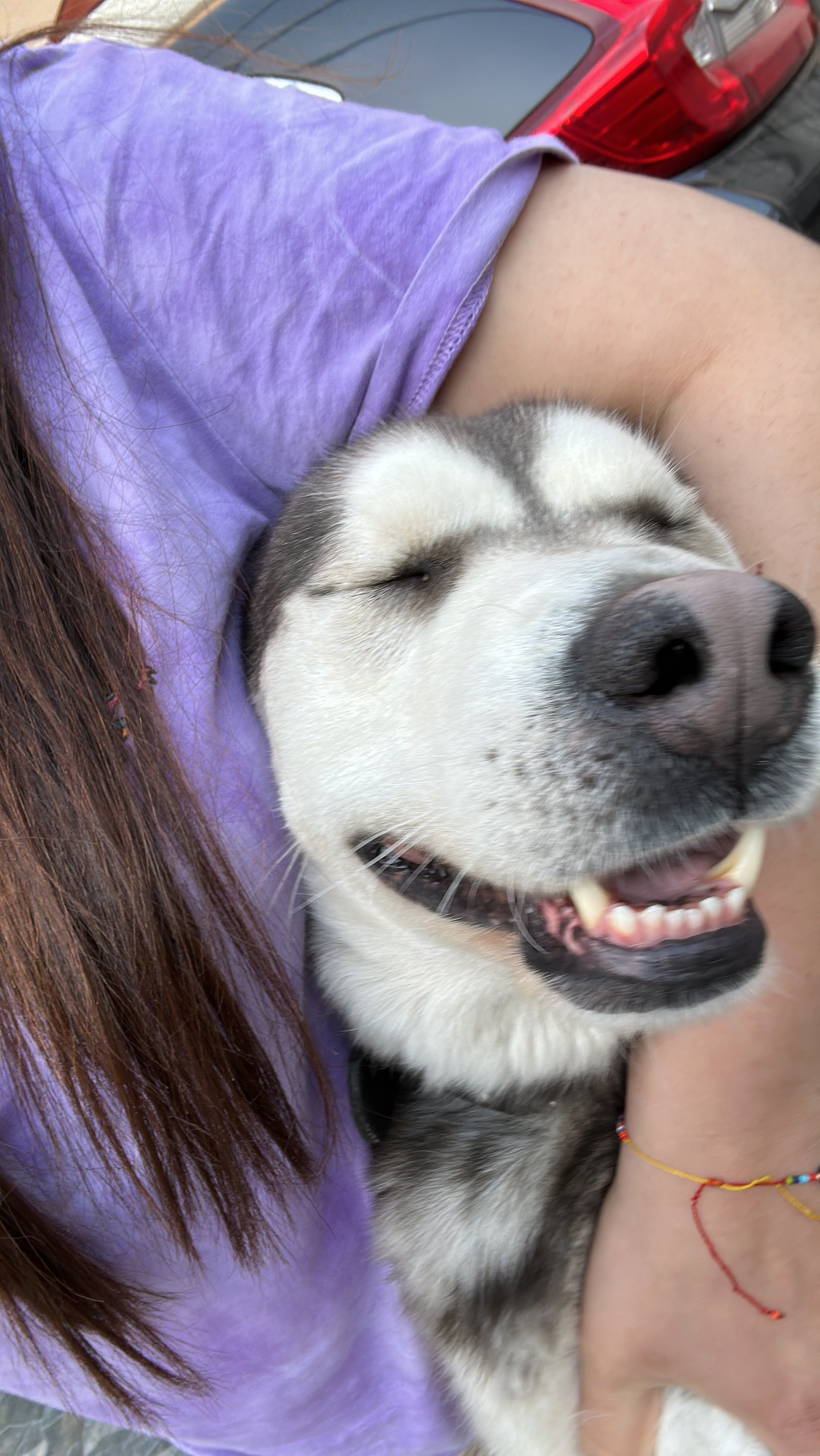 Foto de Silver con microchip 990000012838051