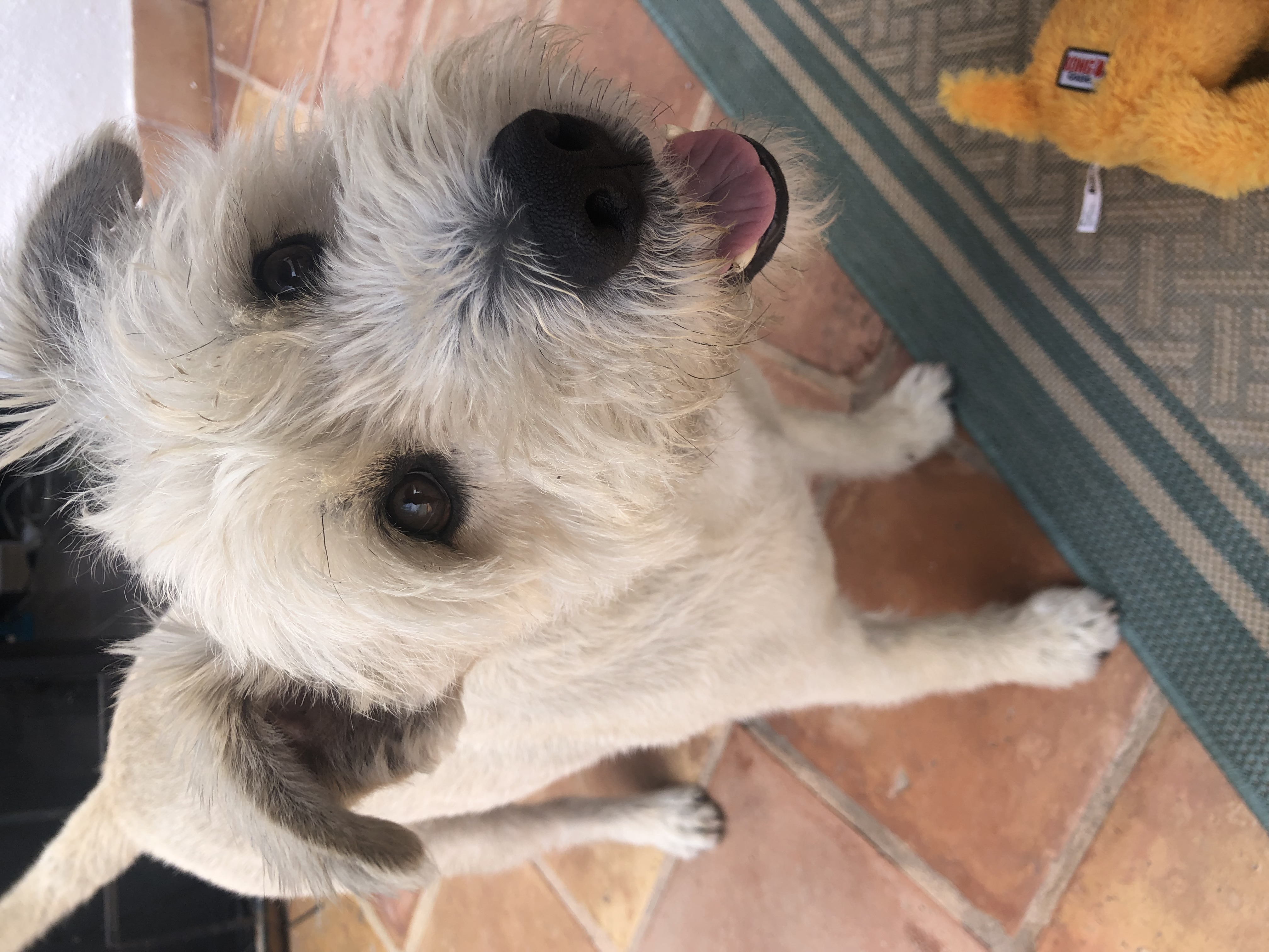 Foto de Rocky con microchip 990000012843943
