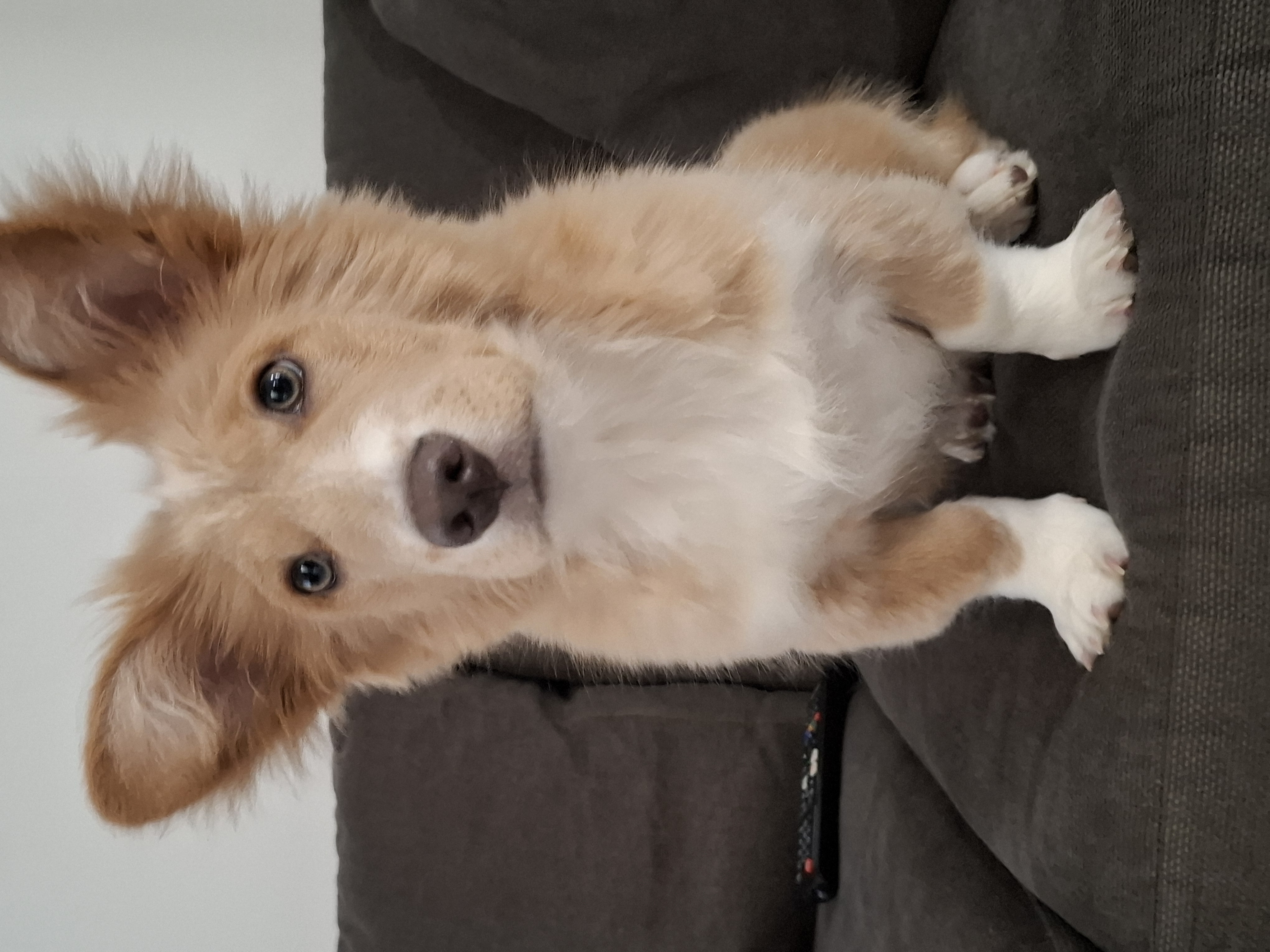 Foto de Simba con microchip 900215010521608