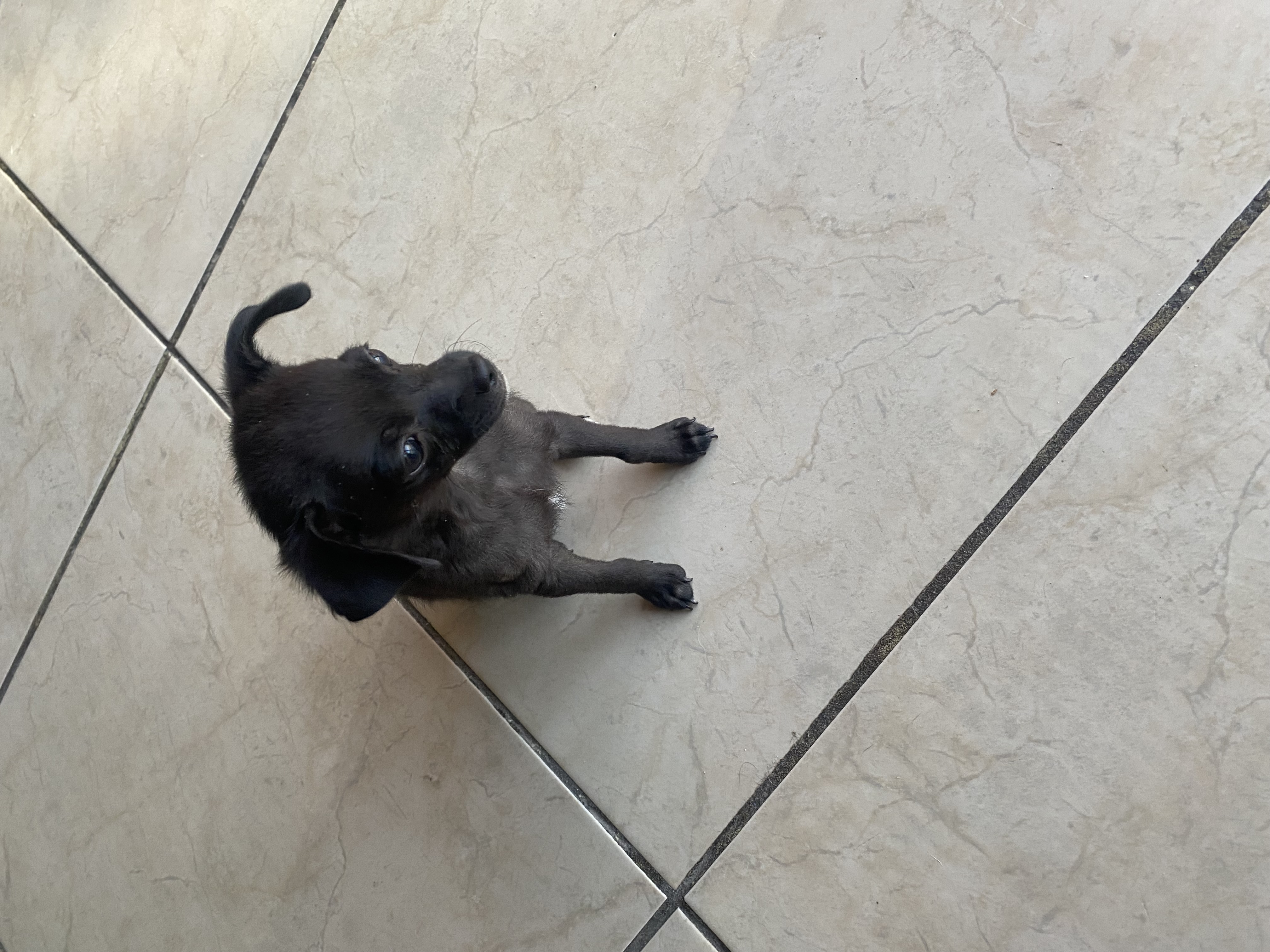 Foto de Benny con microchip 990000012839134