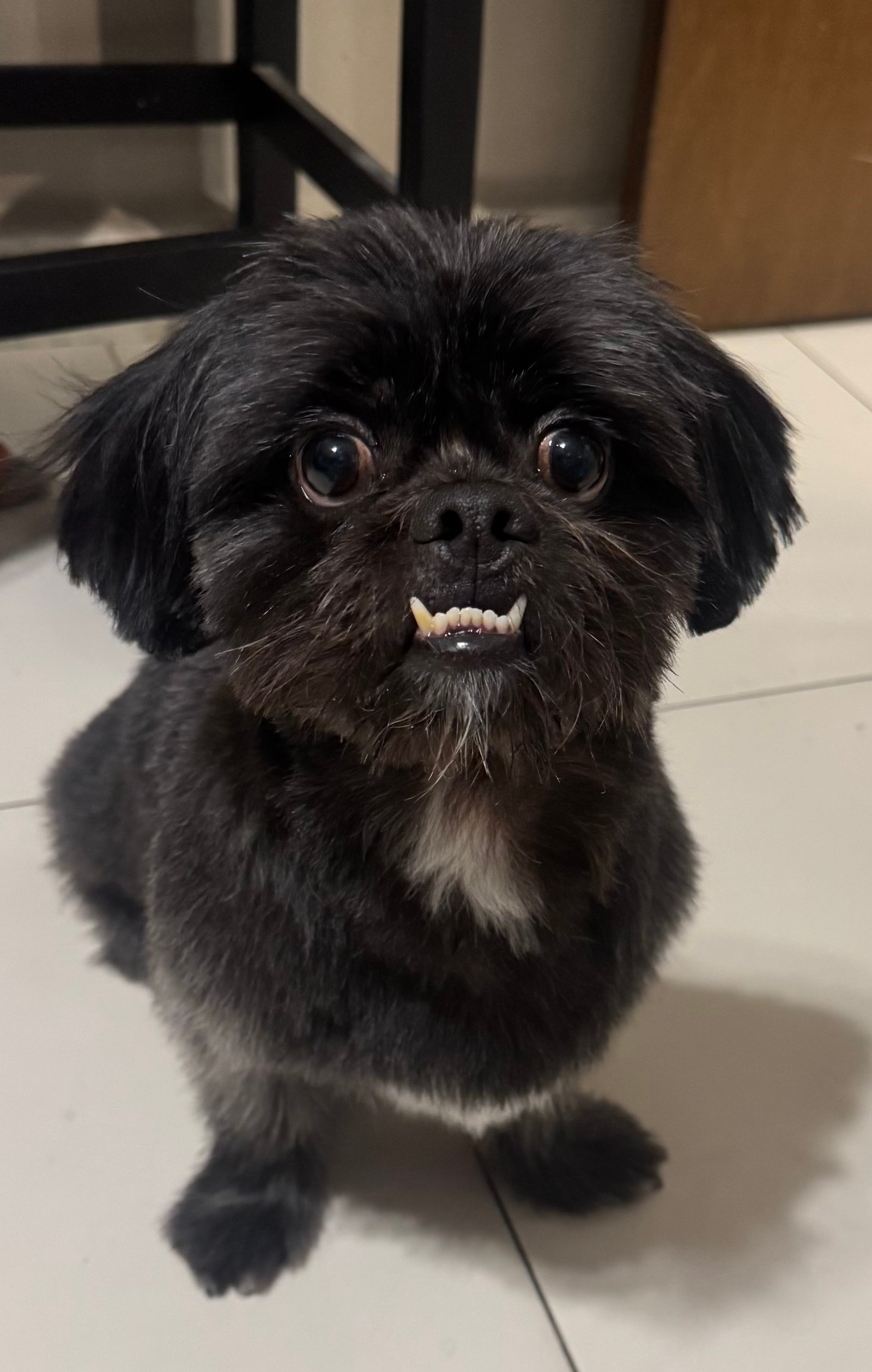 Foto de Monty con microchip 990000012841781