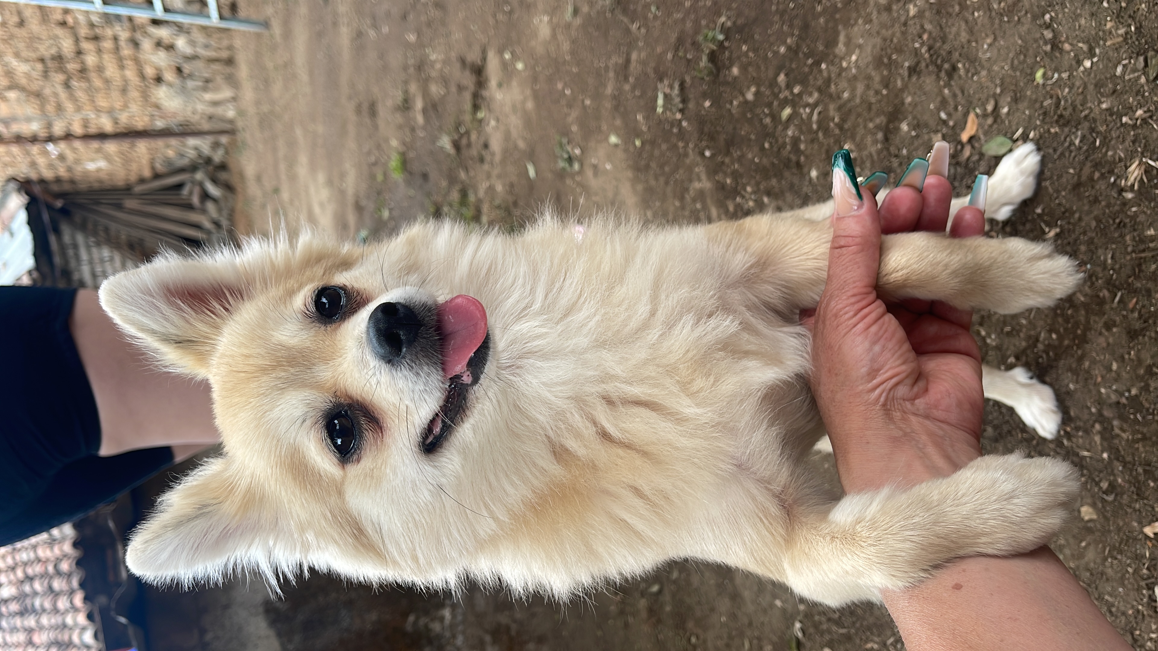Foto de Nala Alarcón con microchip 990000012846022
