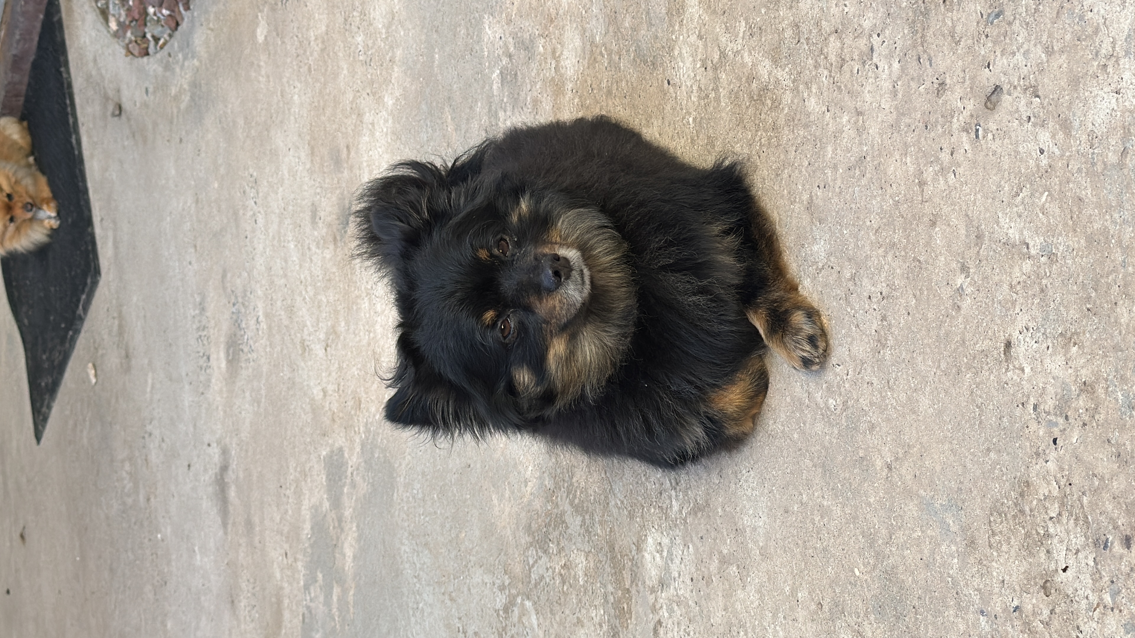 Foto de Grizz con microchip 990000012840284