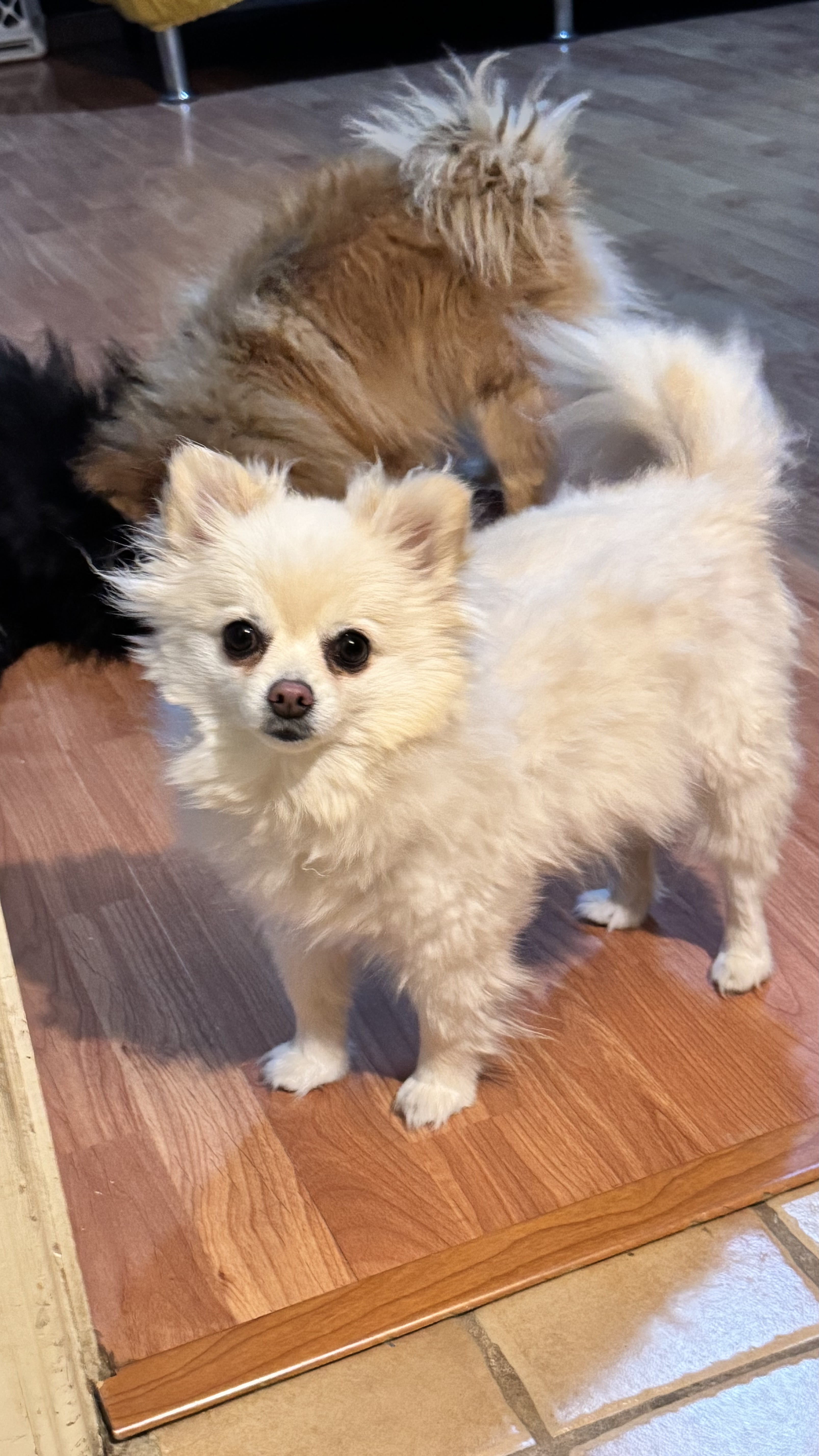 Foto de Remy con microchip 990000012840277