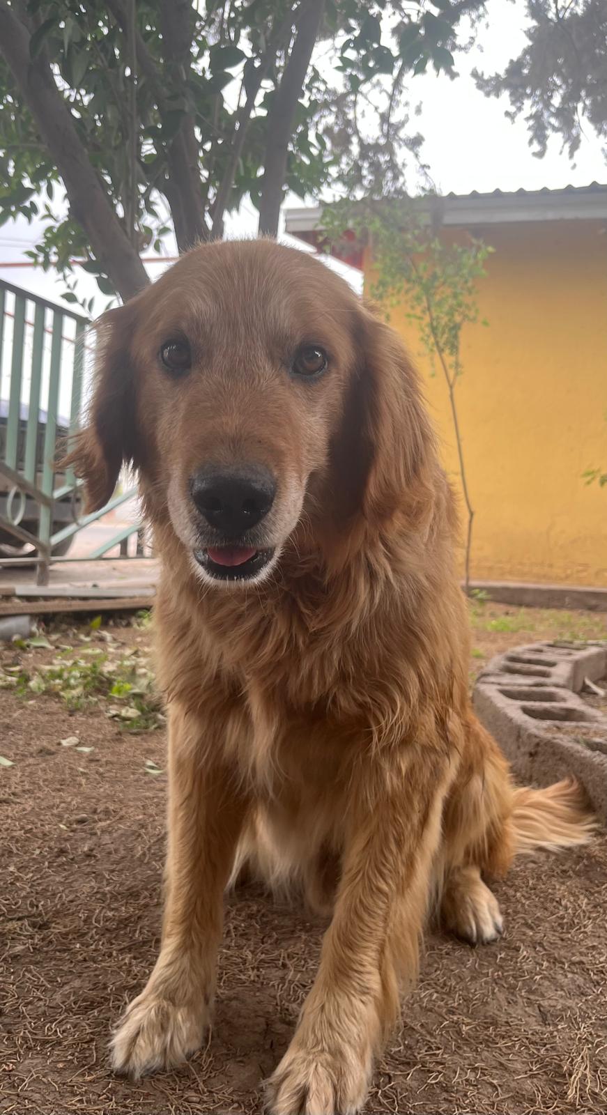 Foto de WAFFLE con microchip 990000012842382
