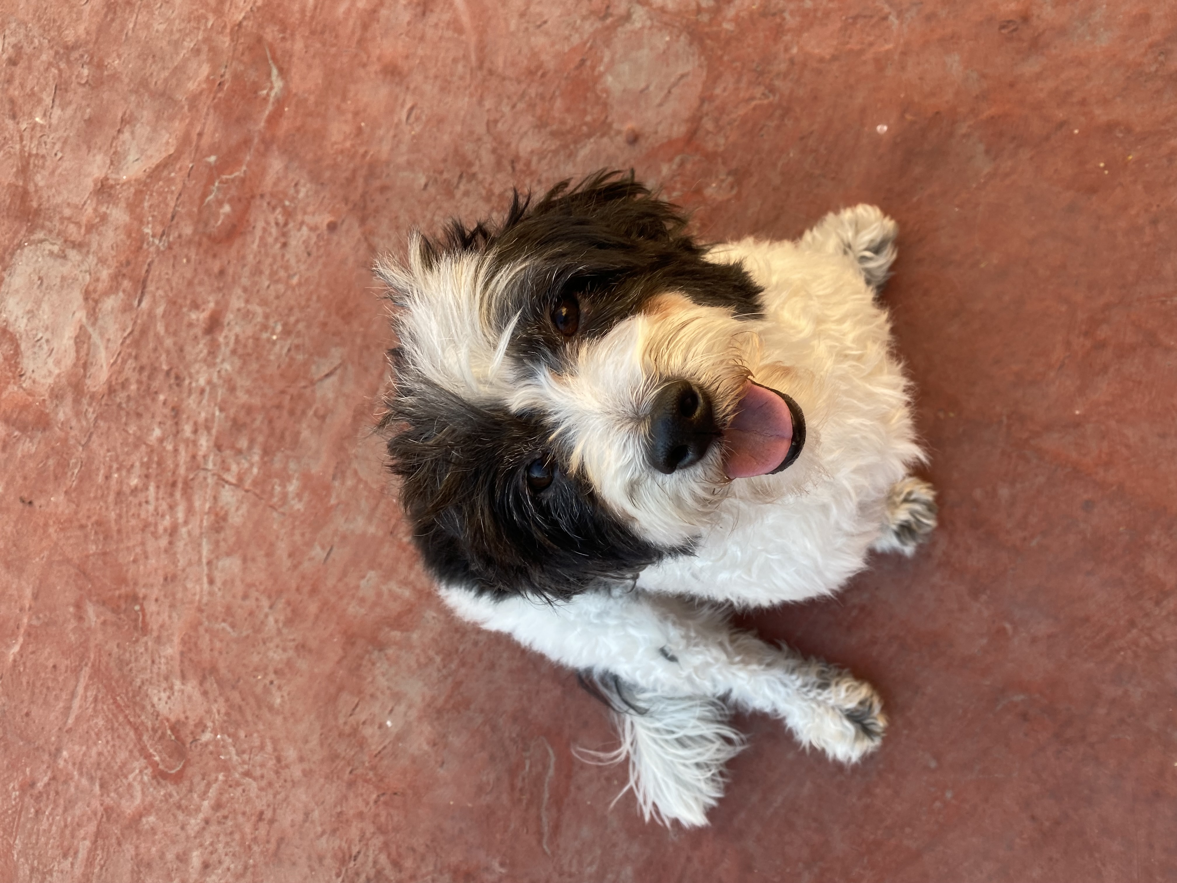 Foto de Marvin con microchip 990000012845402