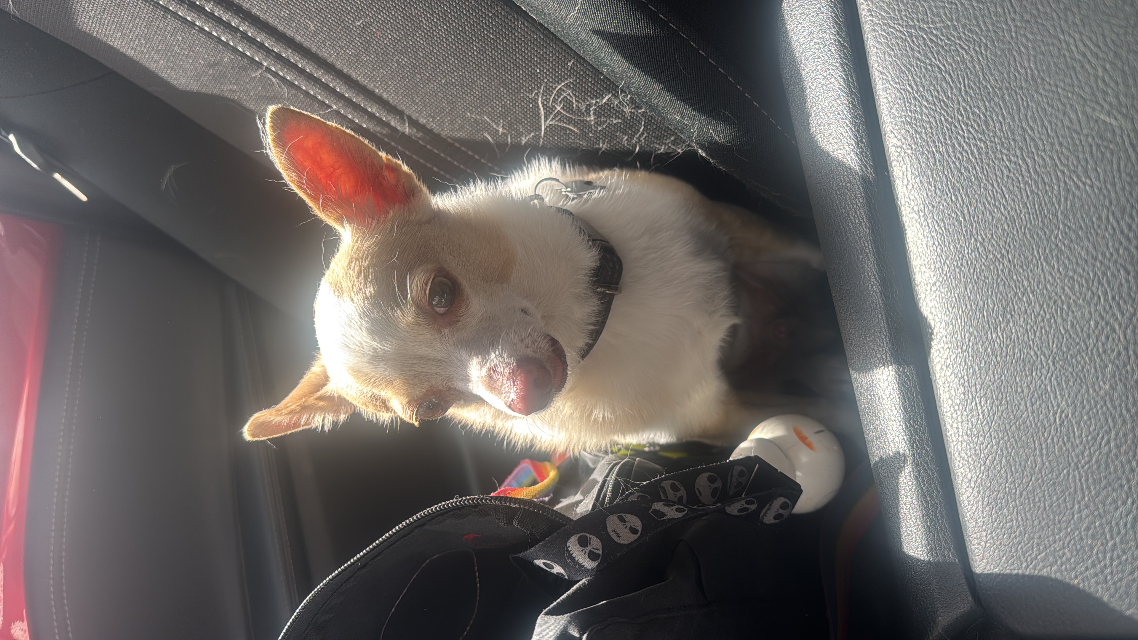 Foto de Wero con microchip 990000014165045