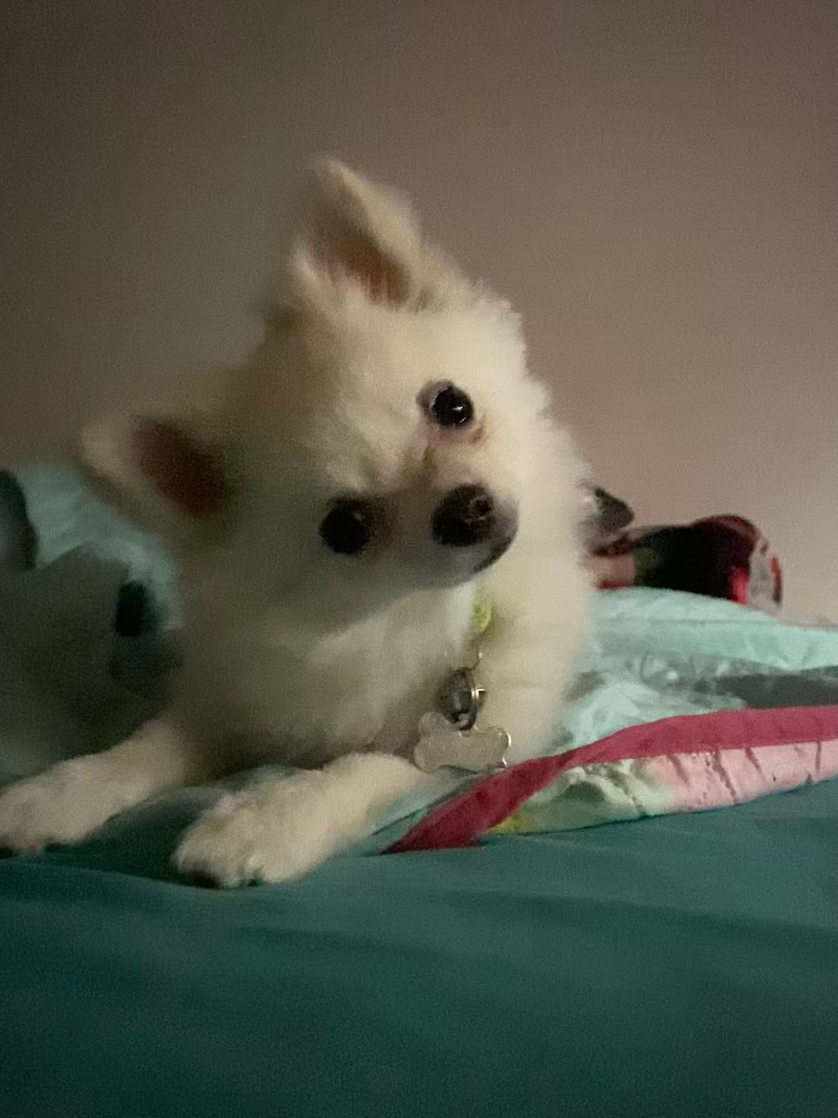 Foto de Dolce con microchip 990000014110360