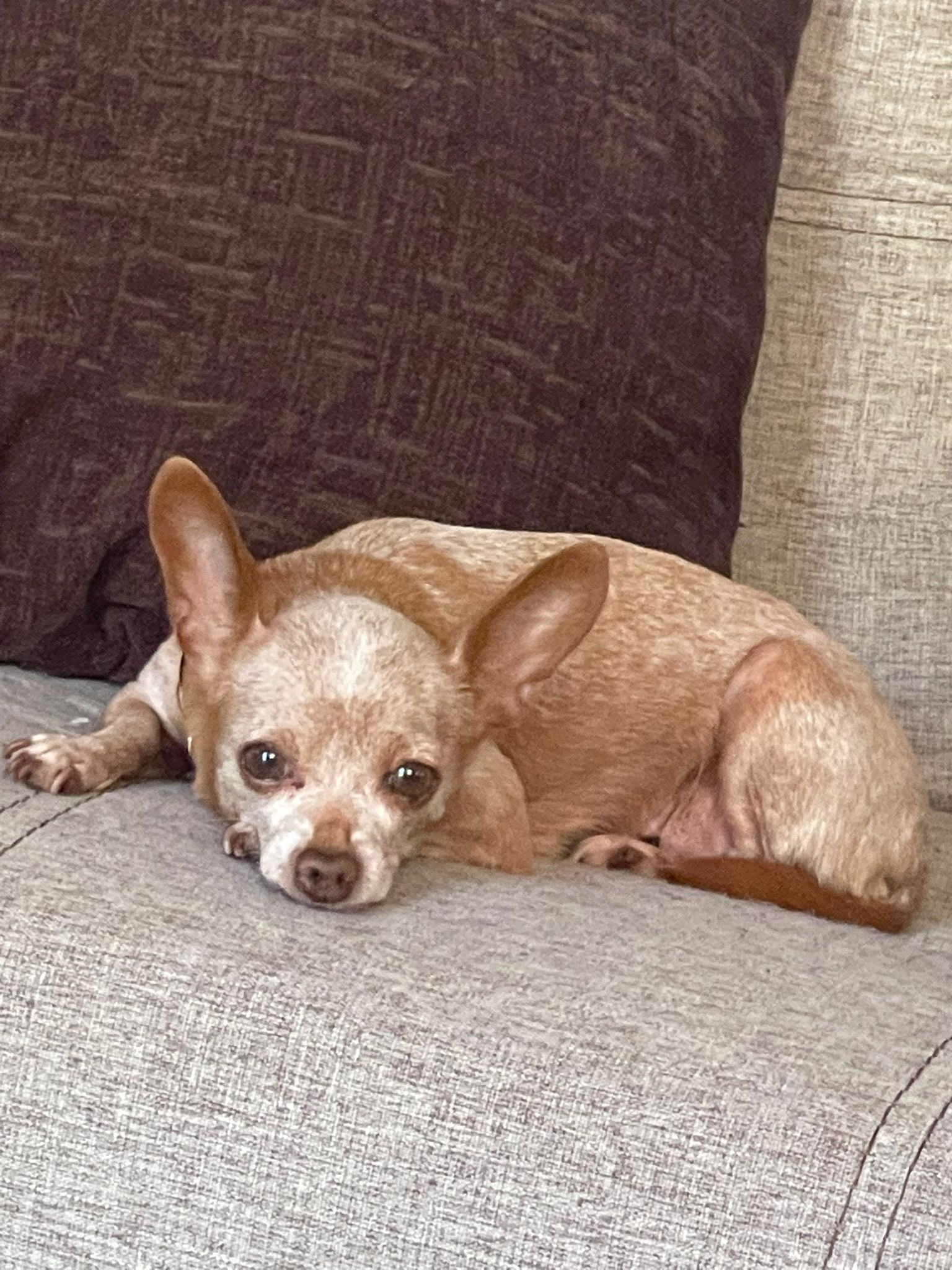 Foto de Coco Chanel con microchip 990000012836554