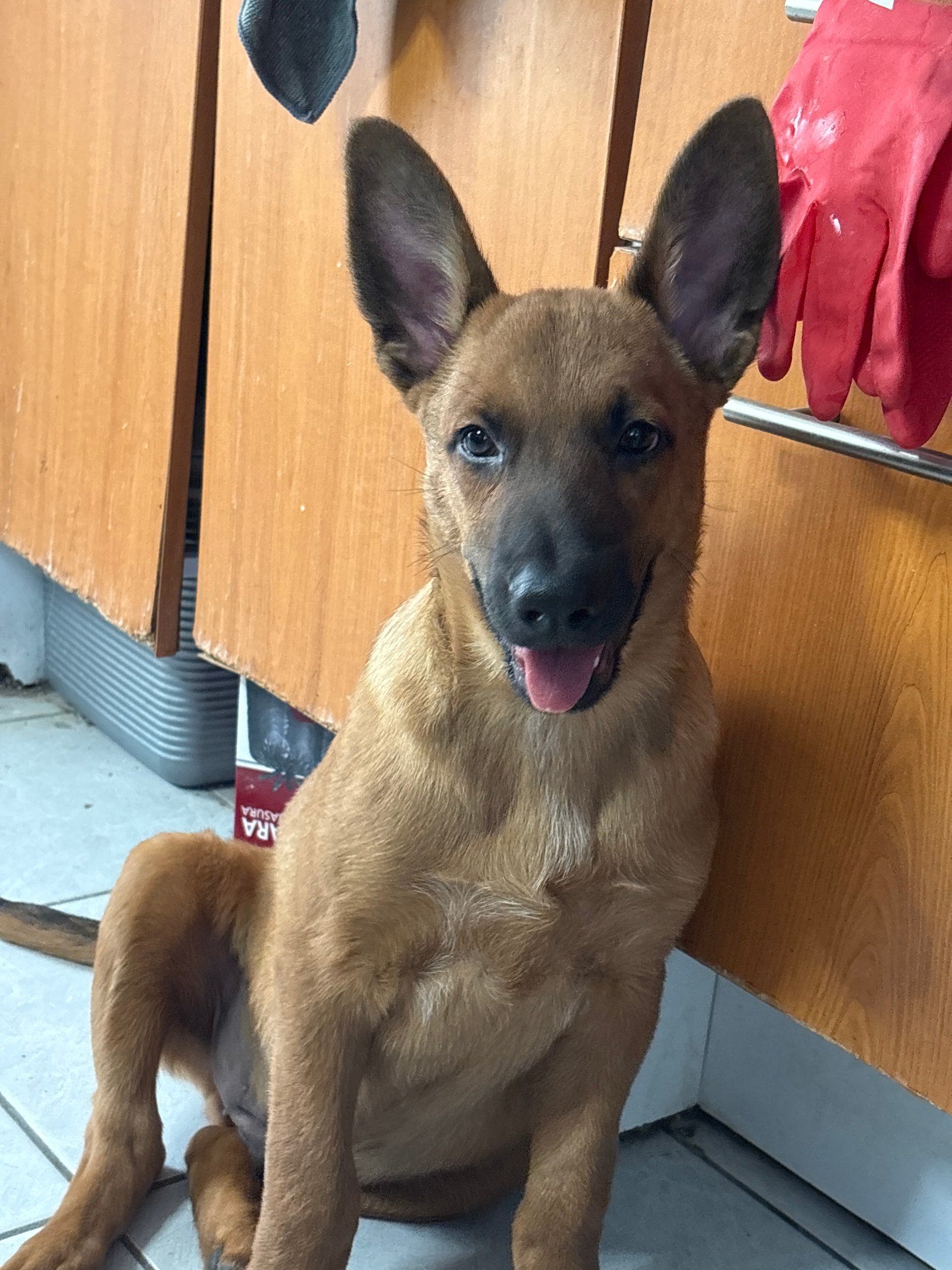 Foto de Rex con microchip 990000014110417