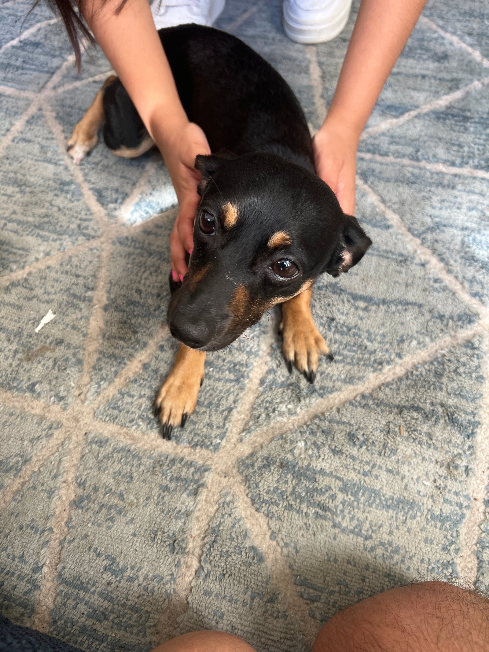 Foto de Mona con microchip 990000012836081