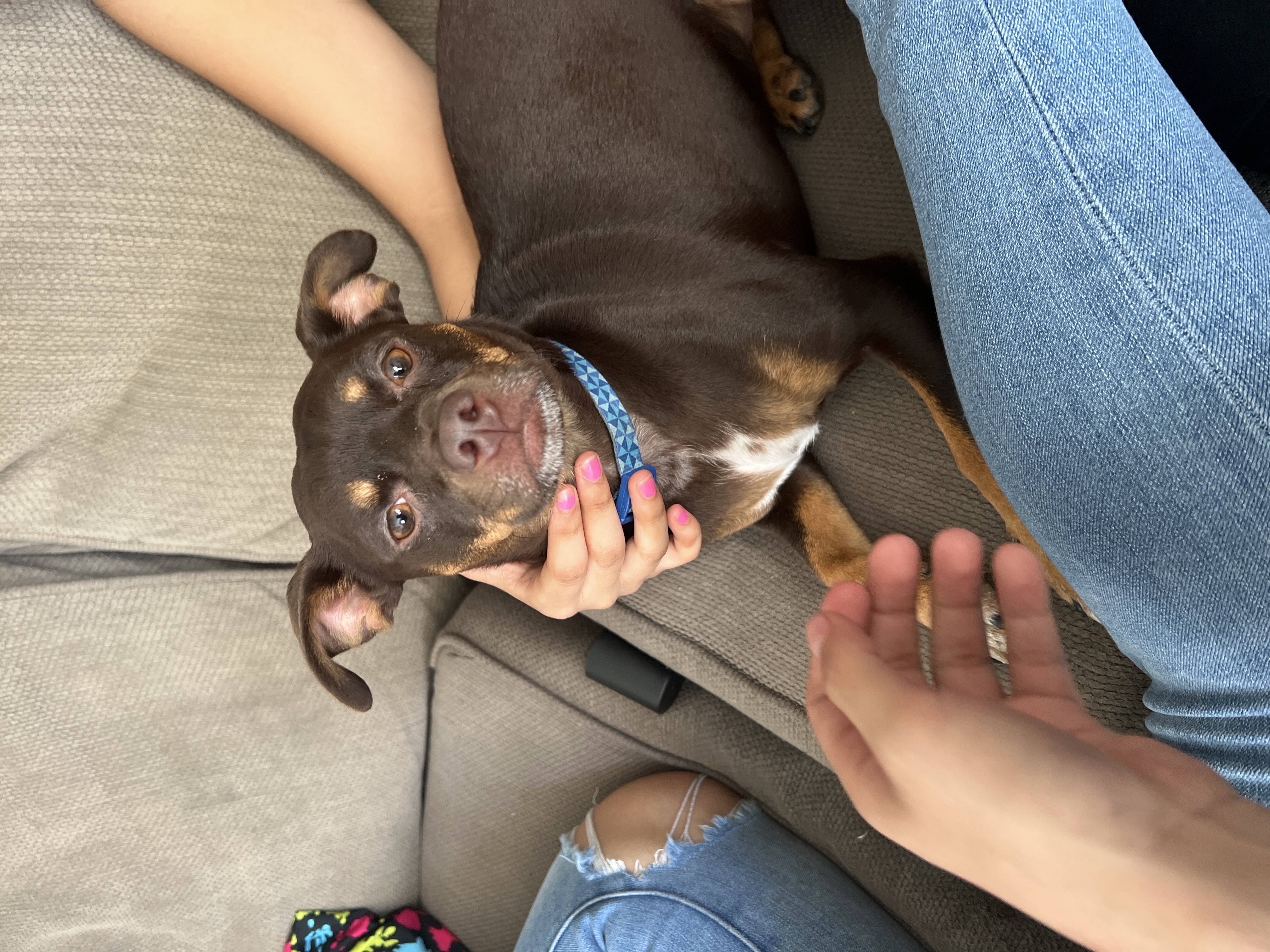 Foto de Thelonius “Theo” con microchip 990000012836158