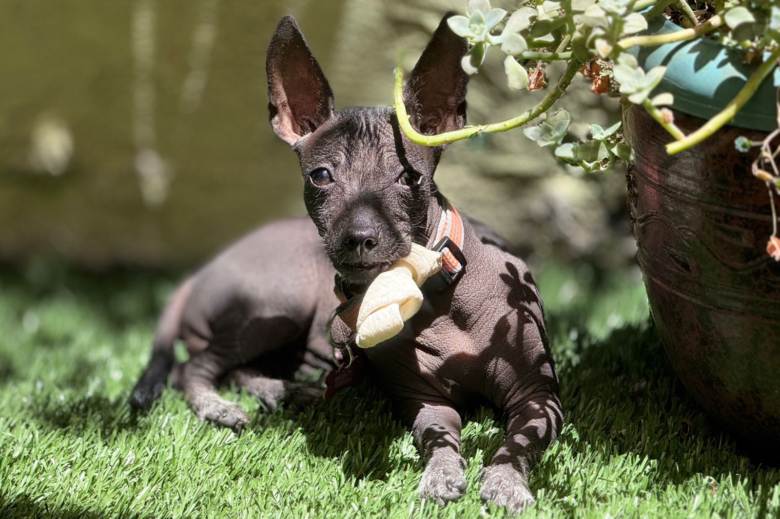 Foto de Frida con microchip 990000012836552
