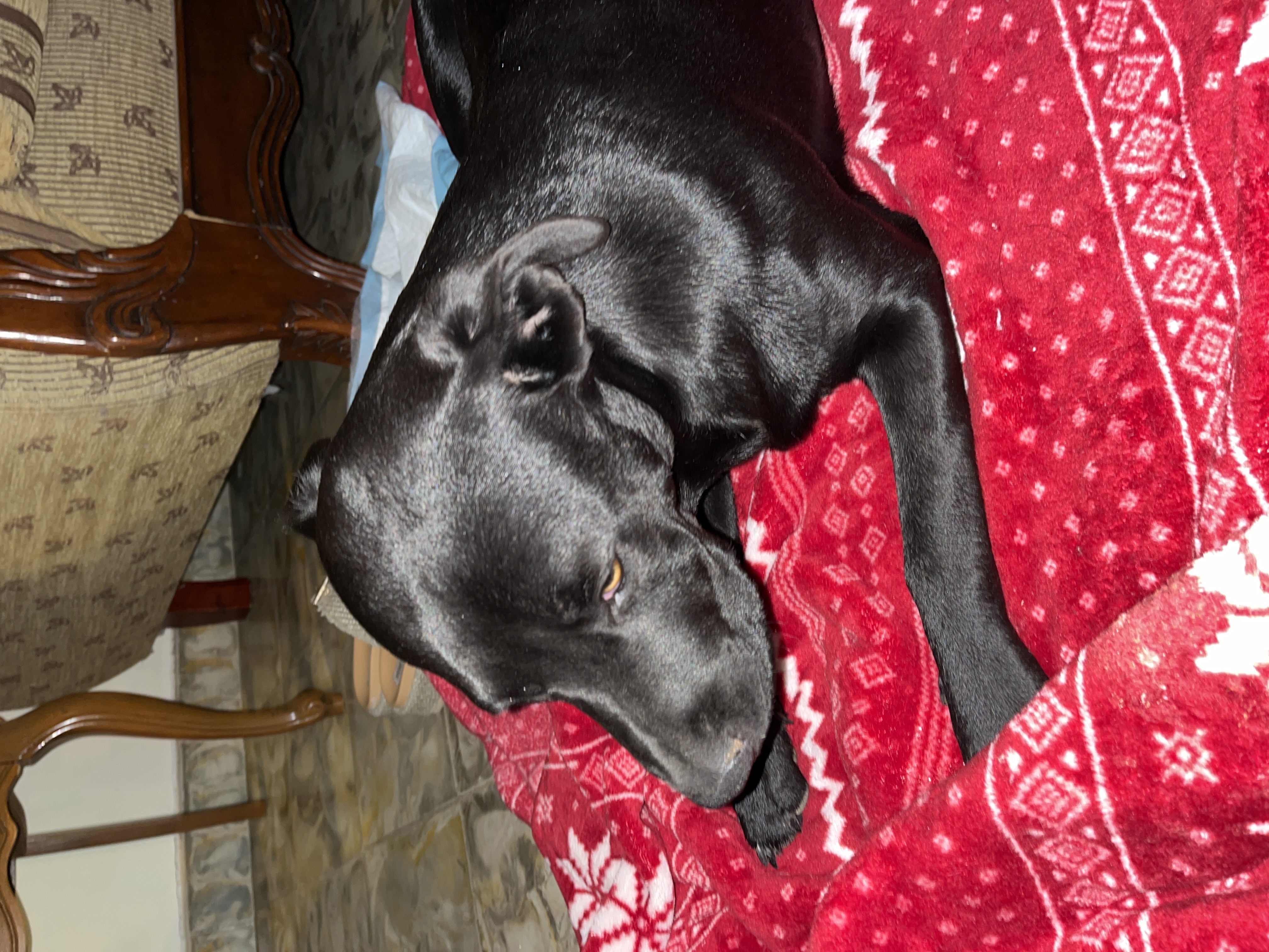 Foto de Juancho con microchip 990000013811212