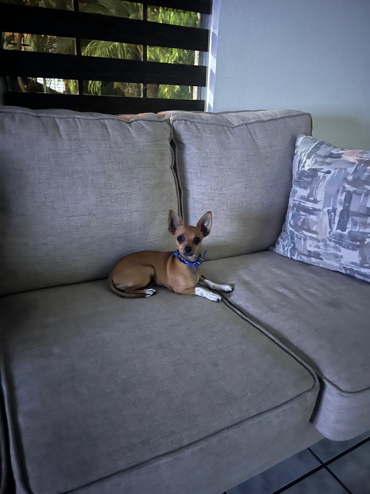 Foto de Max con microchip 990000012837834