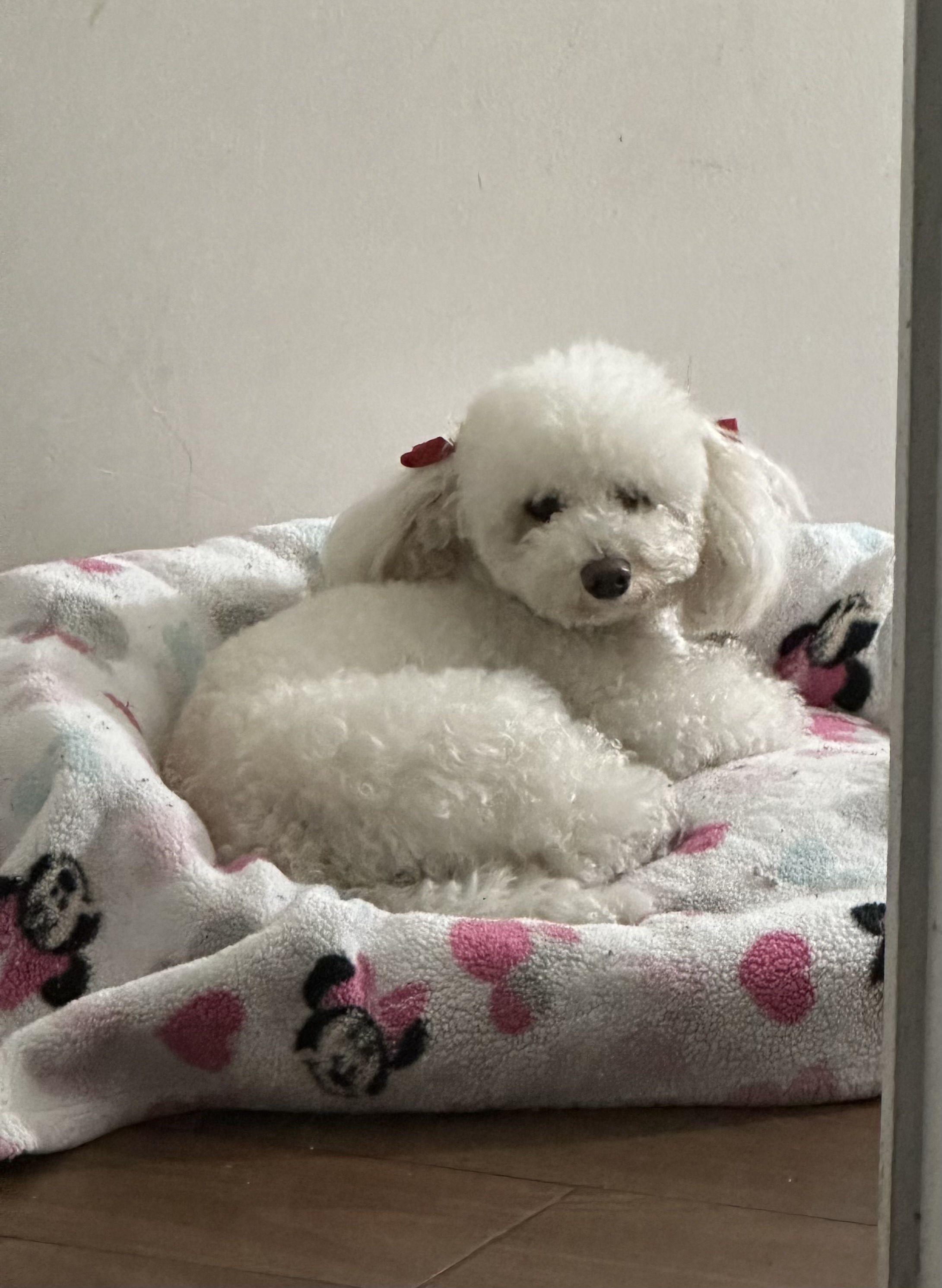 Foto de Sky con microchip 990000012840877
