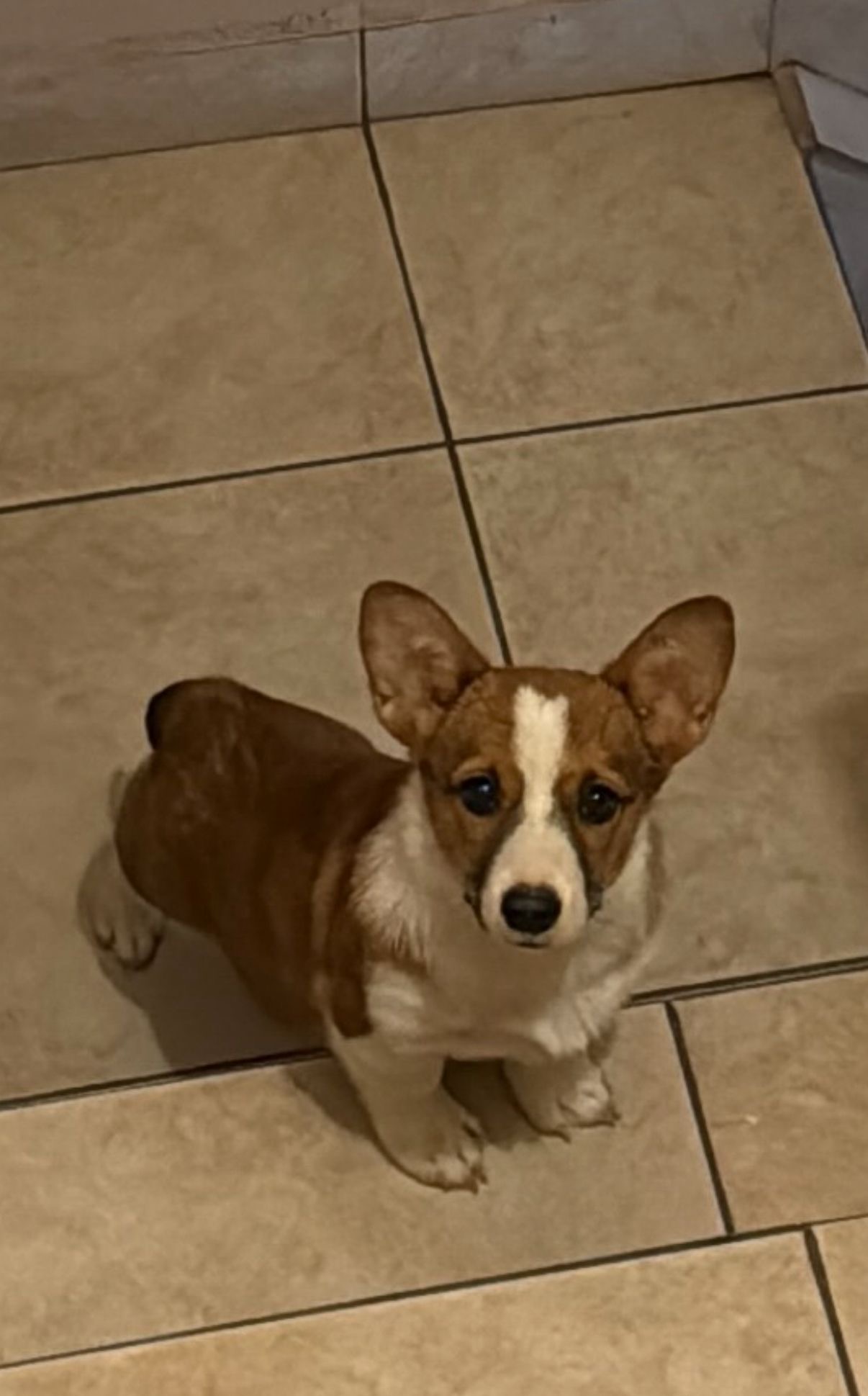 Foto de Brownie con microchip 990000012842807