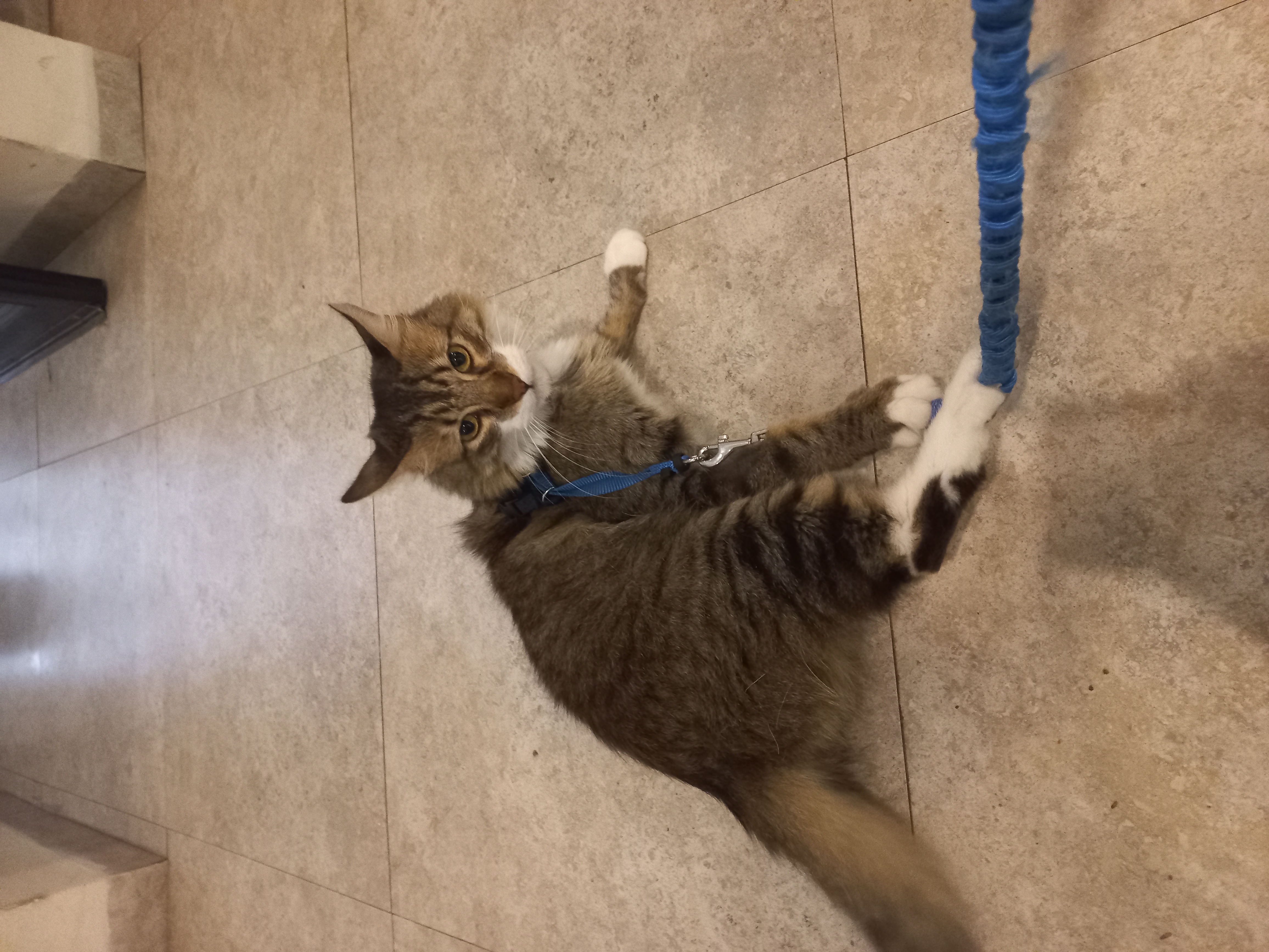 Foto de Sully con microchip 990000014164156