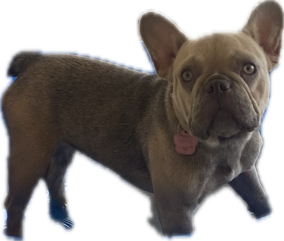 Foto de Rosie Weatherspoon con microchip 990000012822424